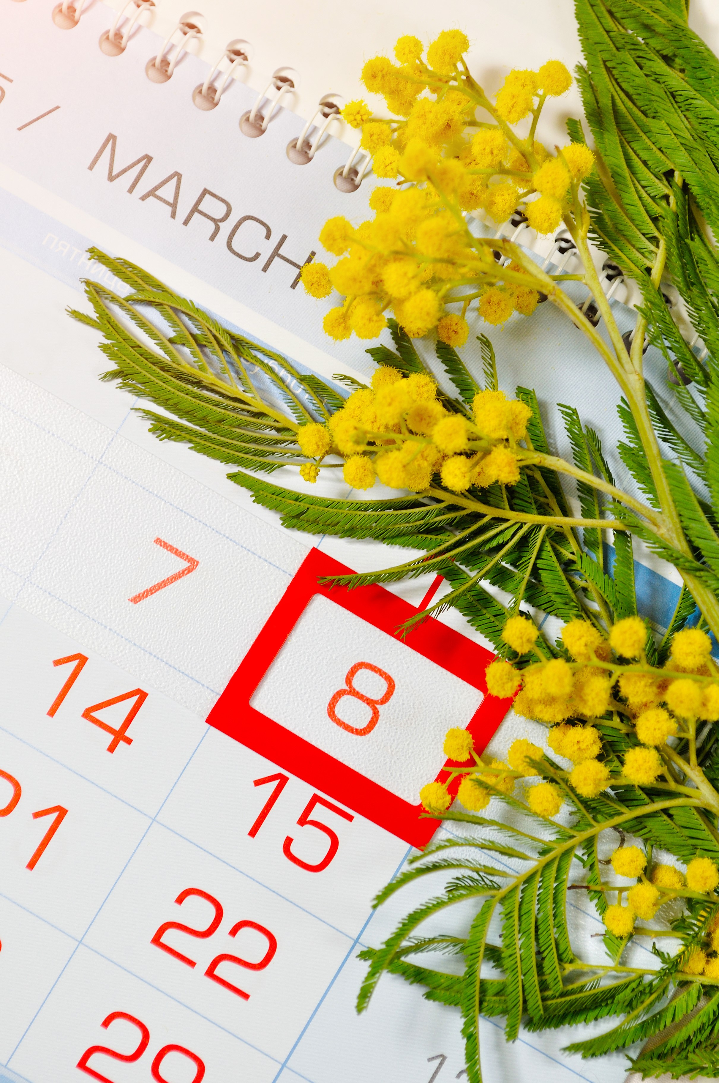 March 8th calendar with mimosa flowers HD Phone Wallpaper