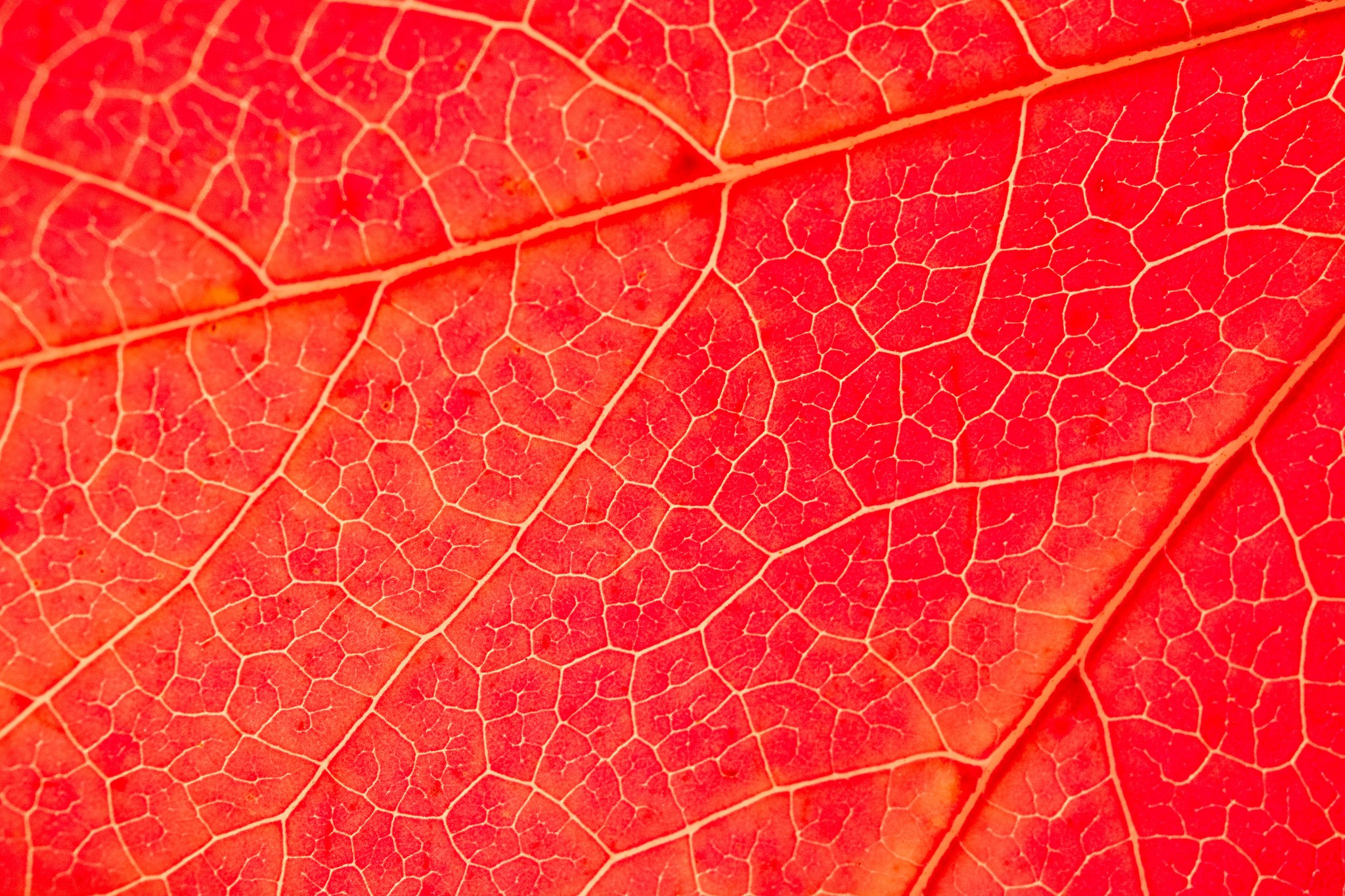 Macro view of red leaf veins HD Wallpaper