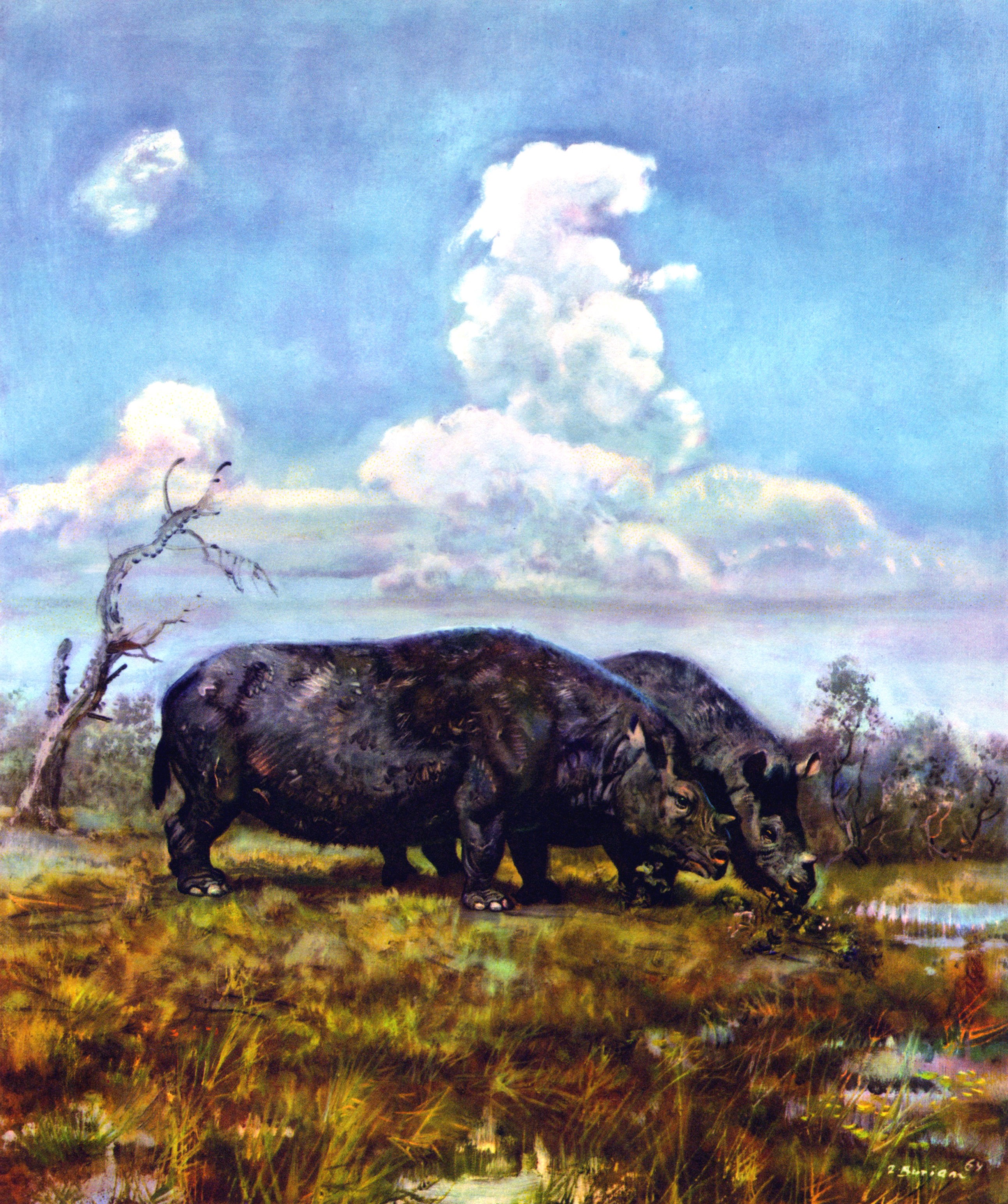 Two Teleoceras rhinoceroses grazing in a prehistoric landscape by Zdenek Burian HD Wallpaper