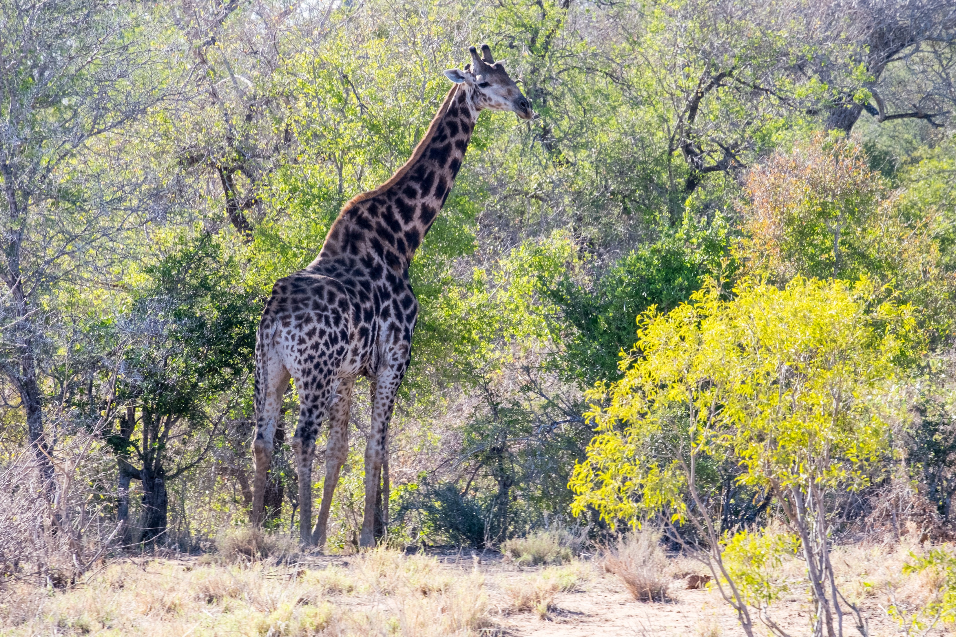 Giraffe standing in a sunlit forest HD Wallpaper