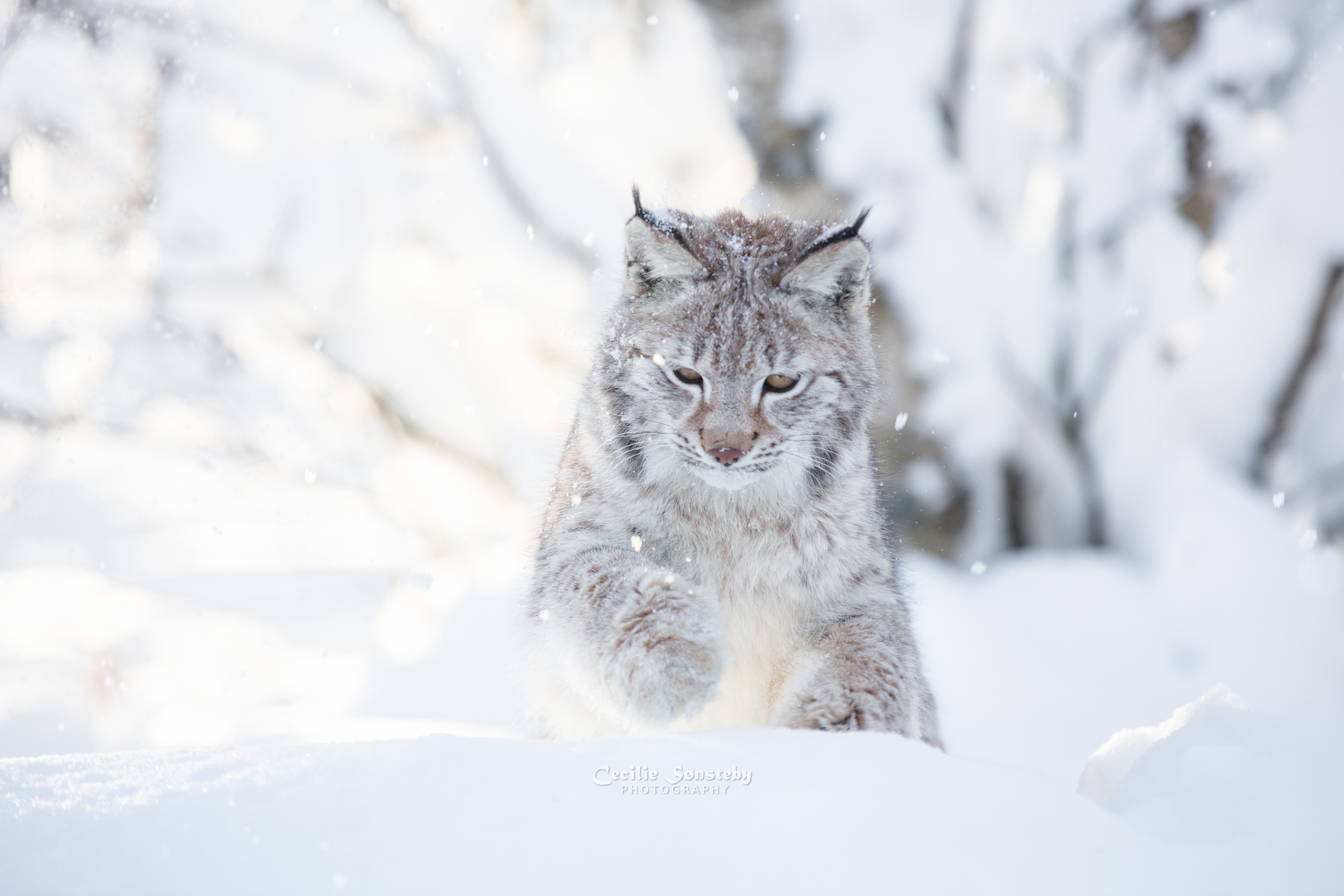 Lynx in the snow by Cecilie Sonsteby HD Wallpaper