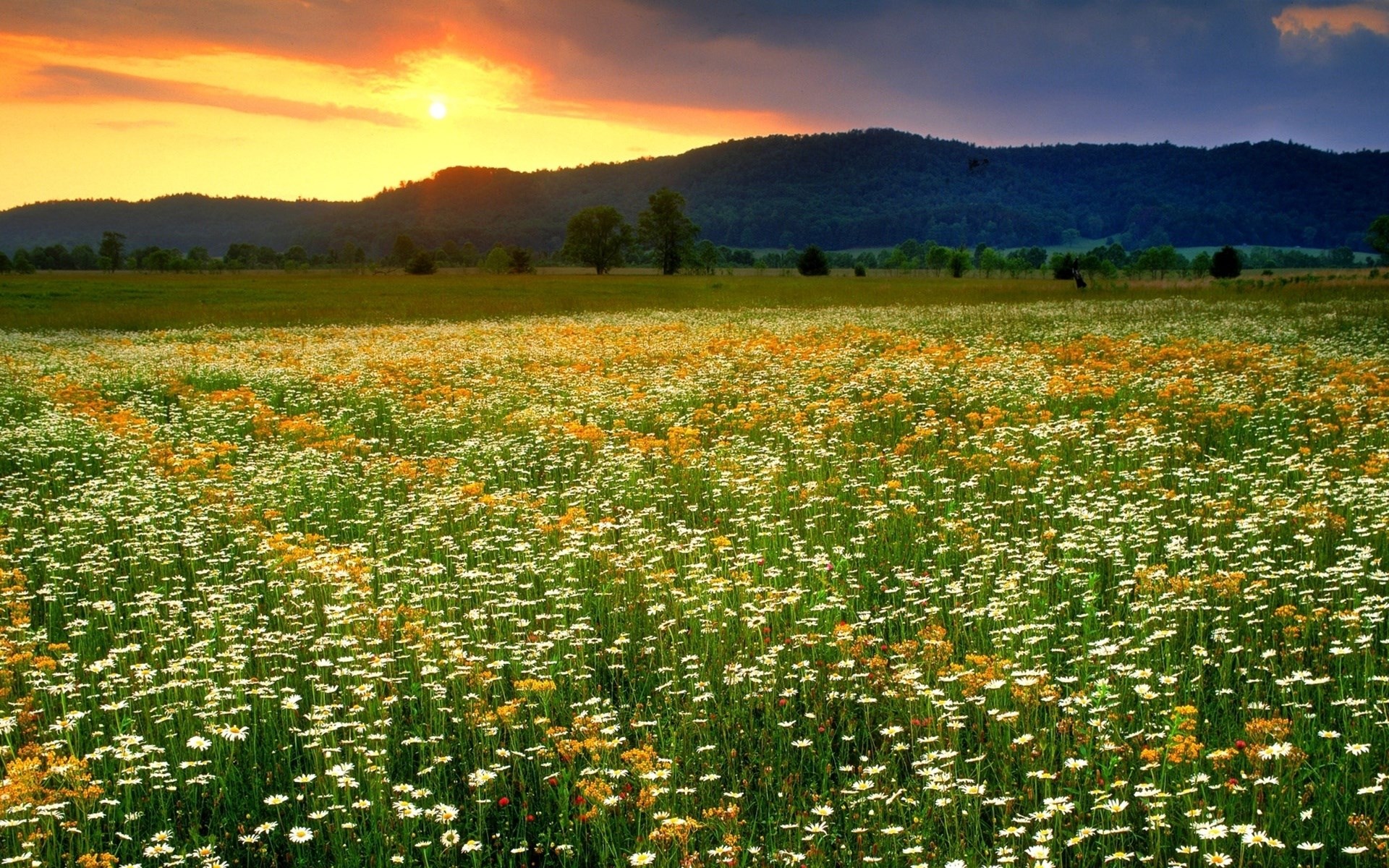 Field of daisies and yellow flowers at sunset with mountains HD Wallpaper