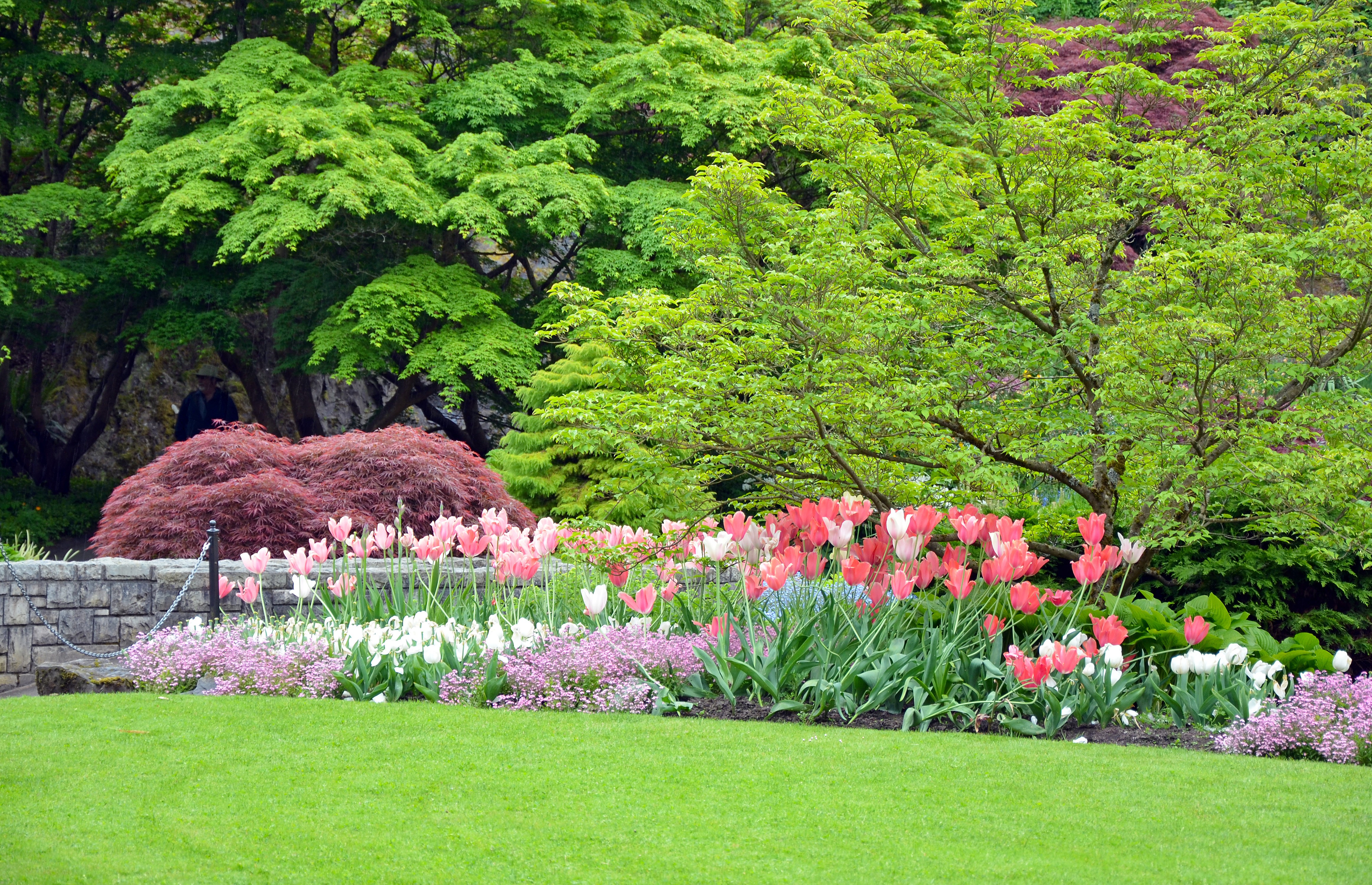 4K Spring Tulips in a Park HD Wallpaper