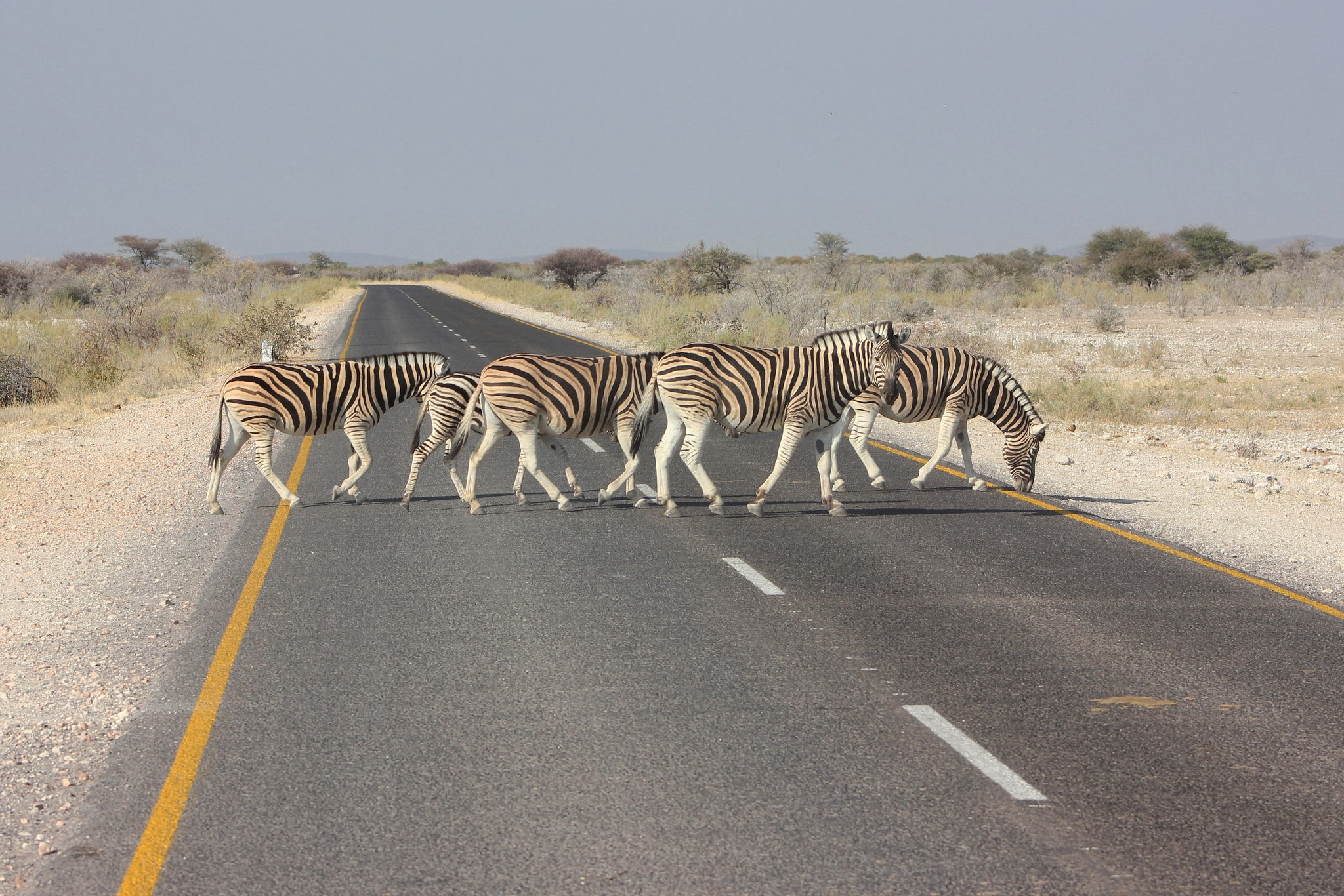 Zebras crossing a road in Africa HD Wallpaper