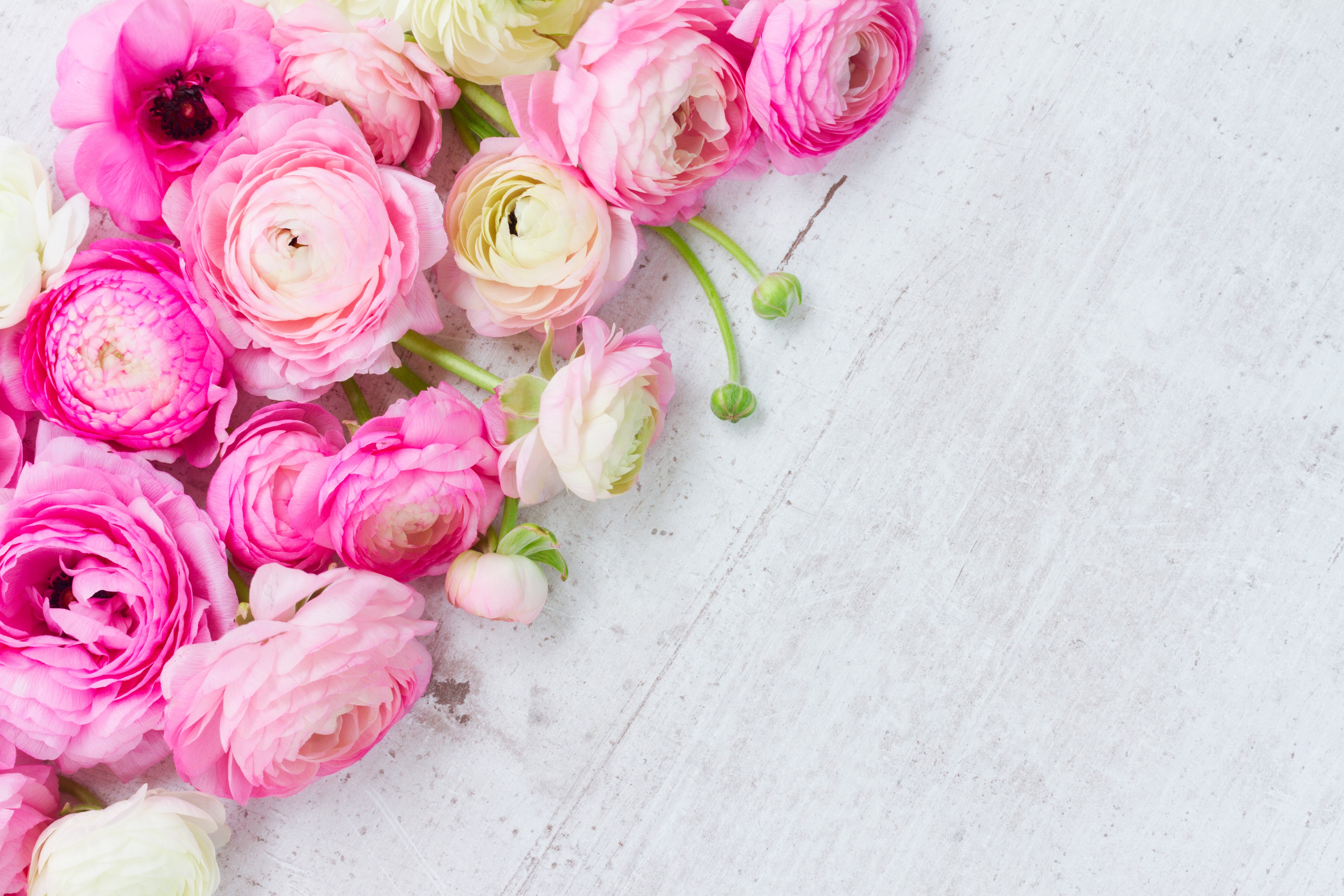 Pink and white ranunculus flowers on a textured surface HD Wallpaper