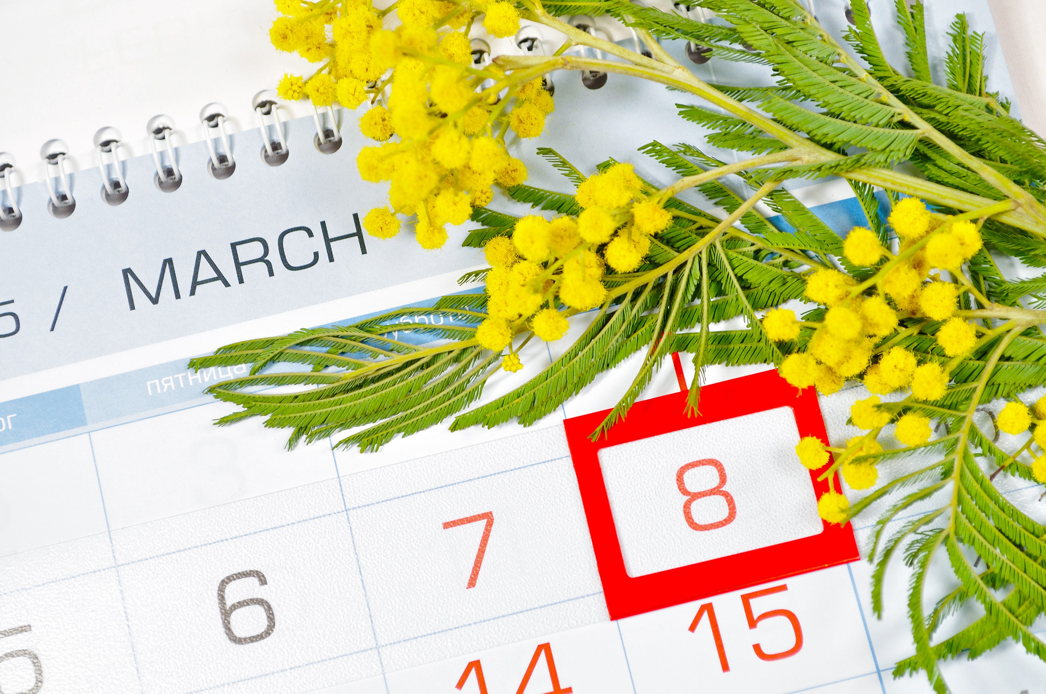 March 8th Calendar with Silver Wattle Flowers HD Wallpaper