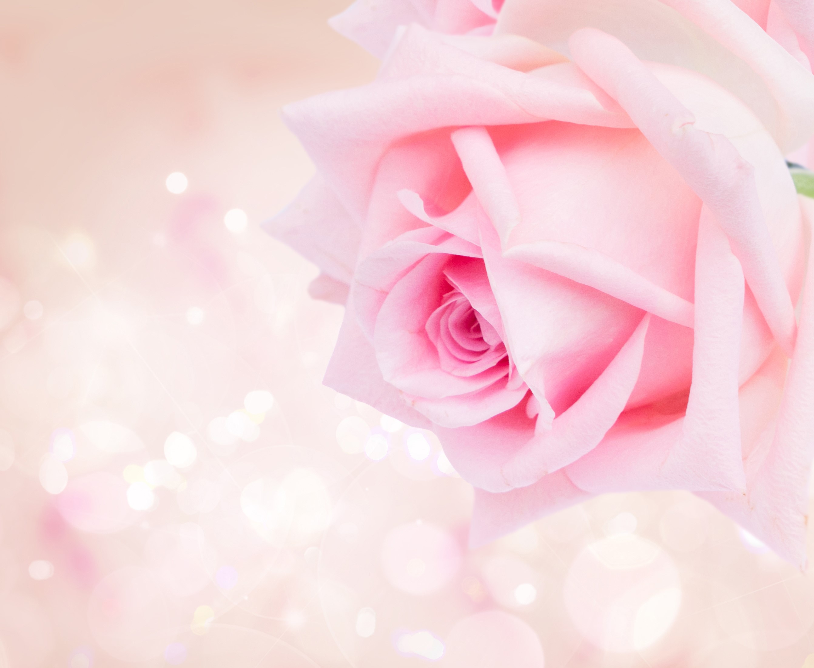 Close-up of a pink rose with bokeh lights HD Wallpaper