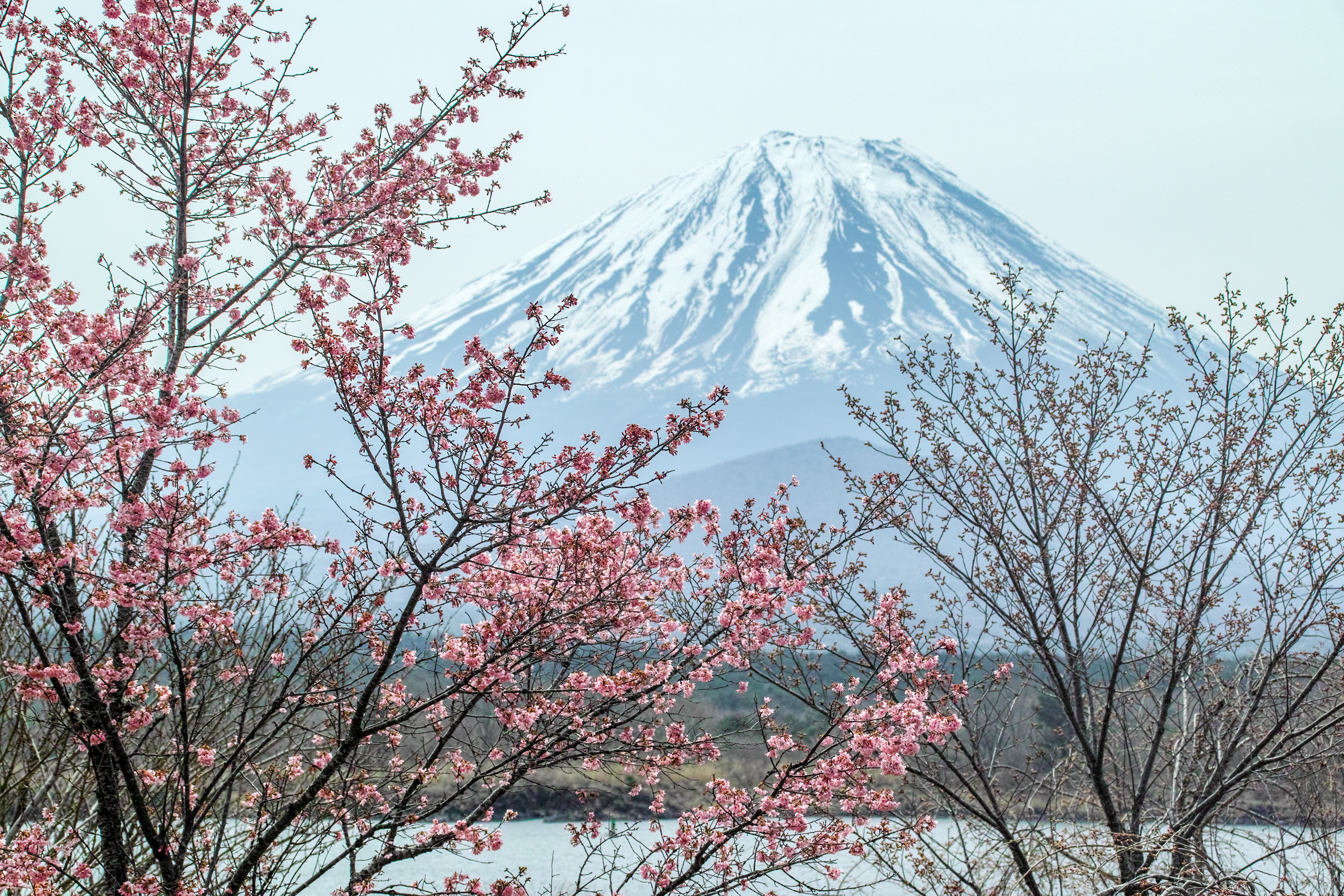Mount Fuji with Cherry Blossoms in Japan HD Wallpaper