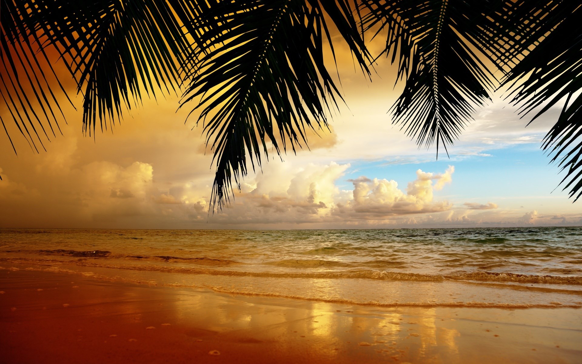 Palm Trees Overlooking a Tropical Beach at Sunset HD Wallpaper