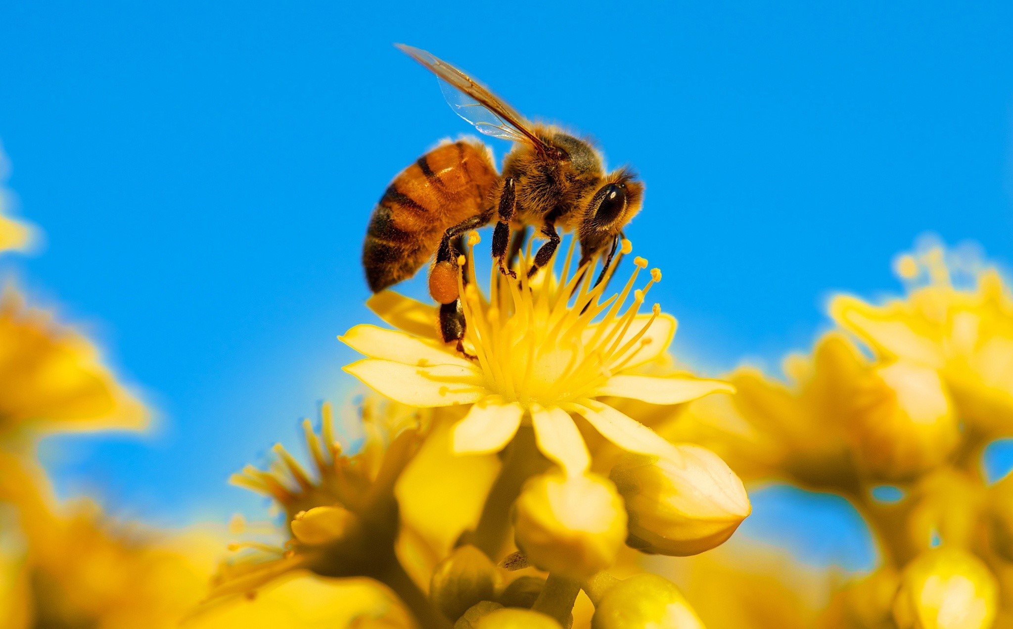 A bee on a yellow flower with a blue sky HD Wallpaper