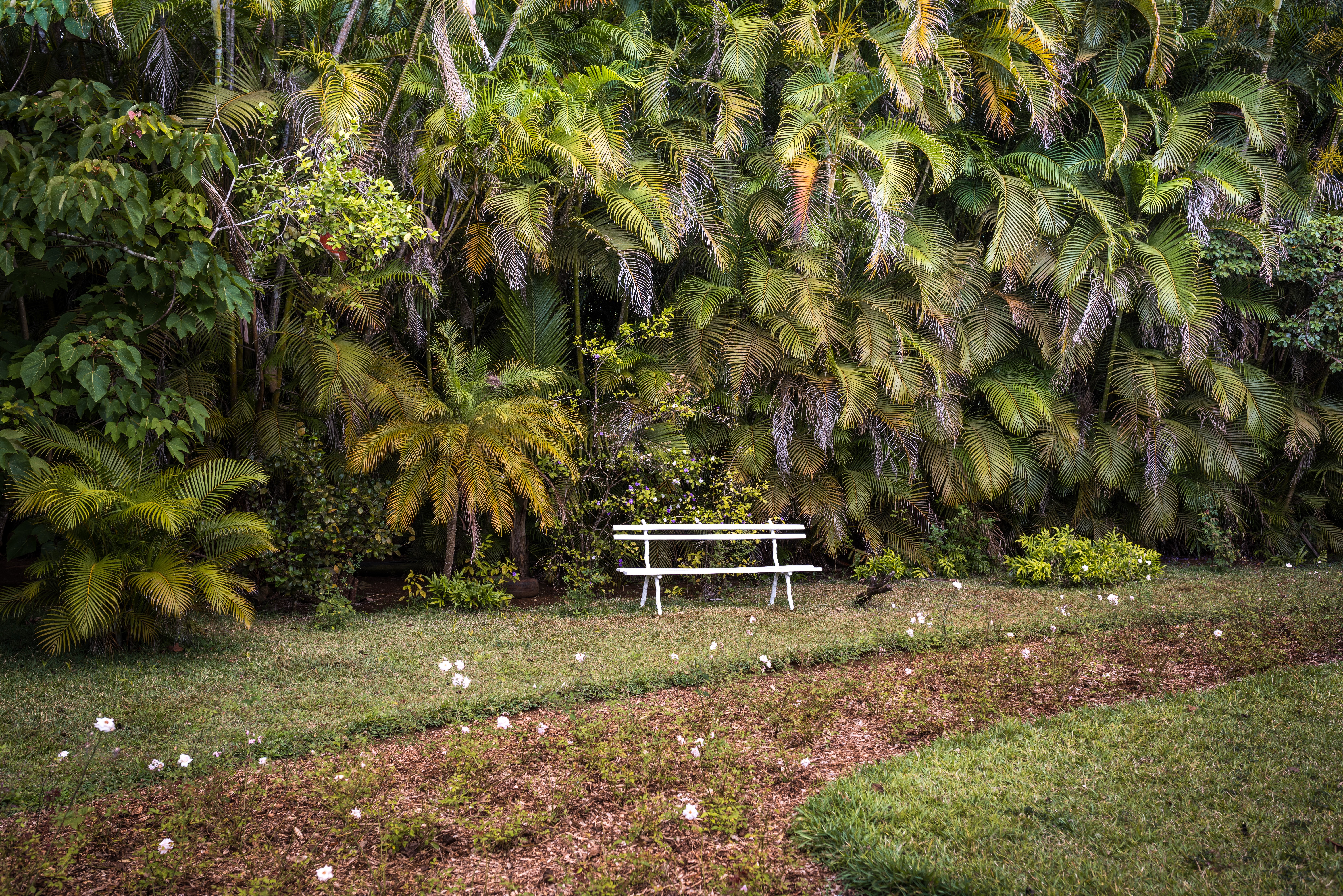 Palm garden Maison Eureka Mauritius with bench HD Wallpaper