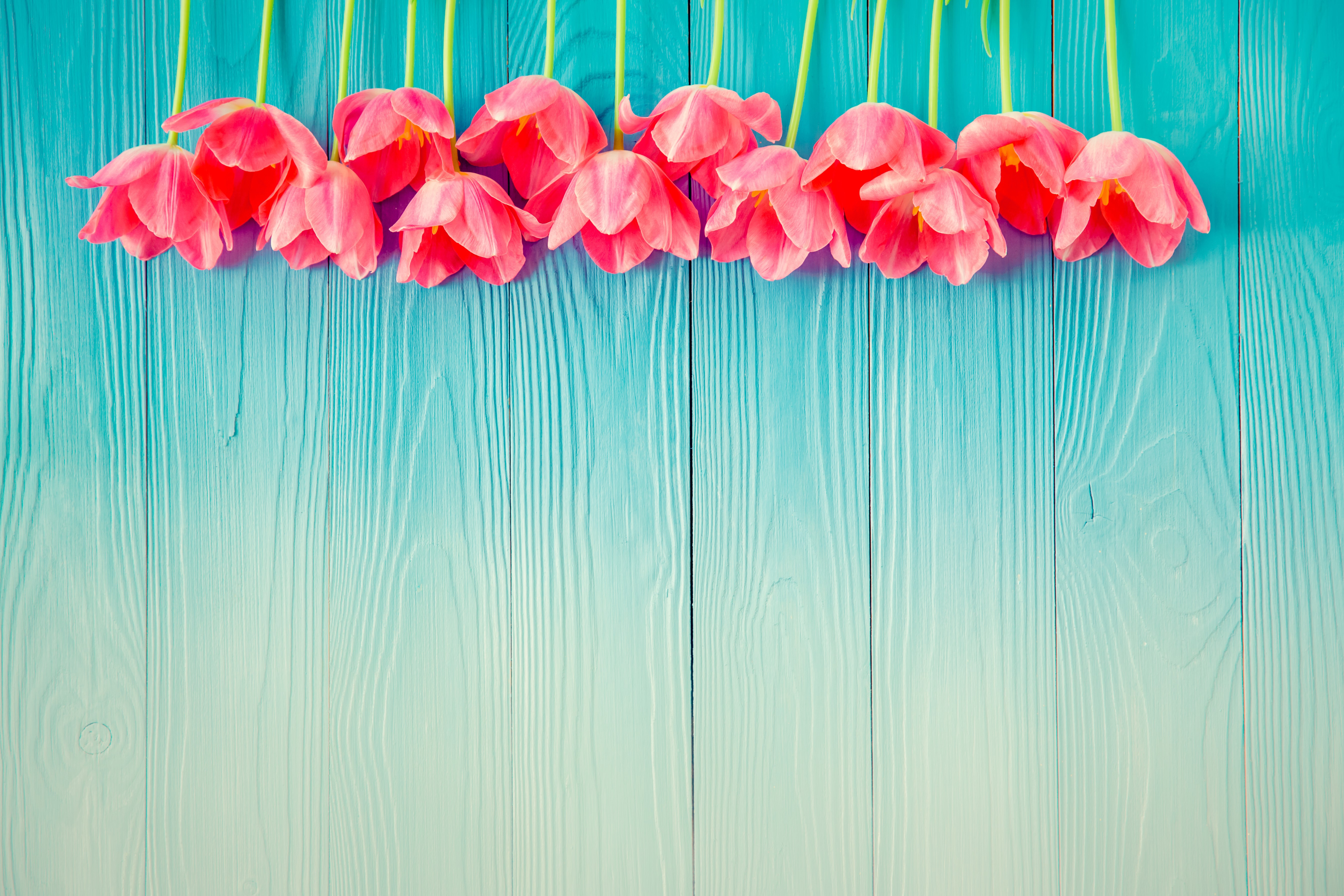 Pink Tulips on Blue Wood Planks HD Wallpaper