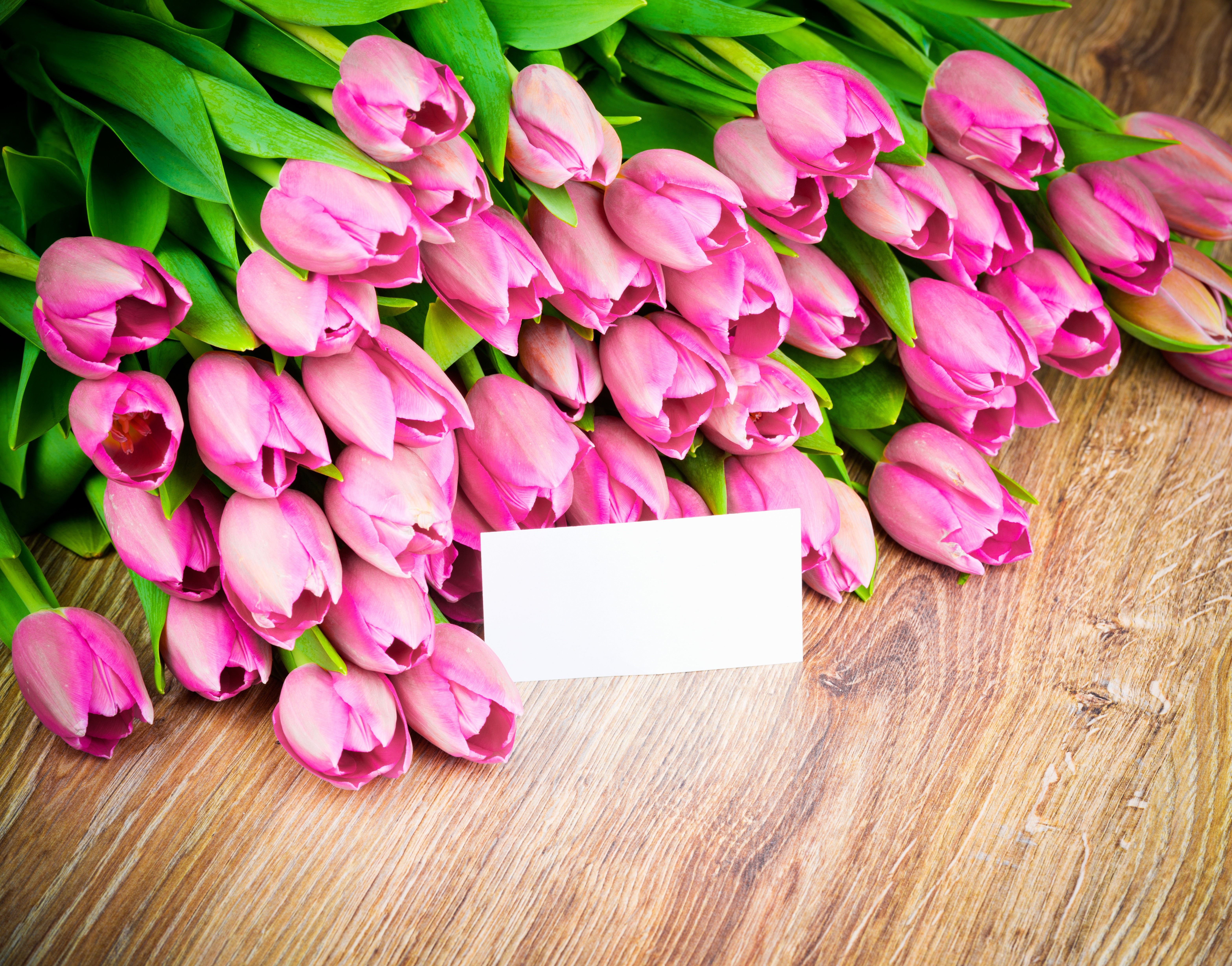 Pink Tulips with Greeting Card HD Wallpaper