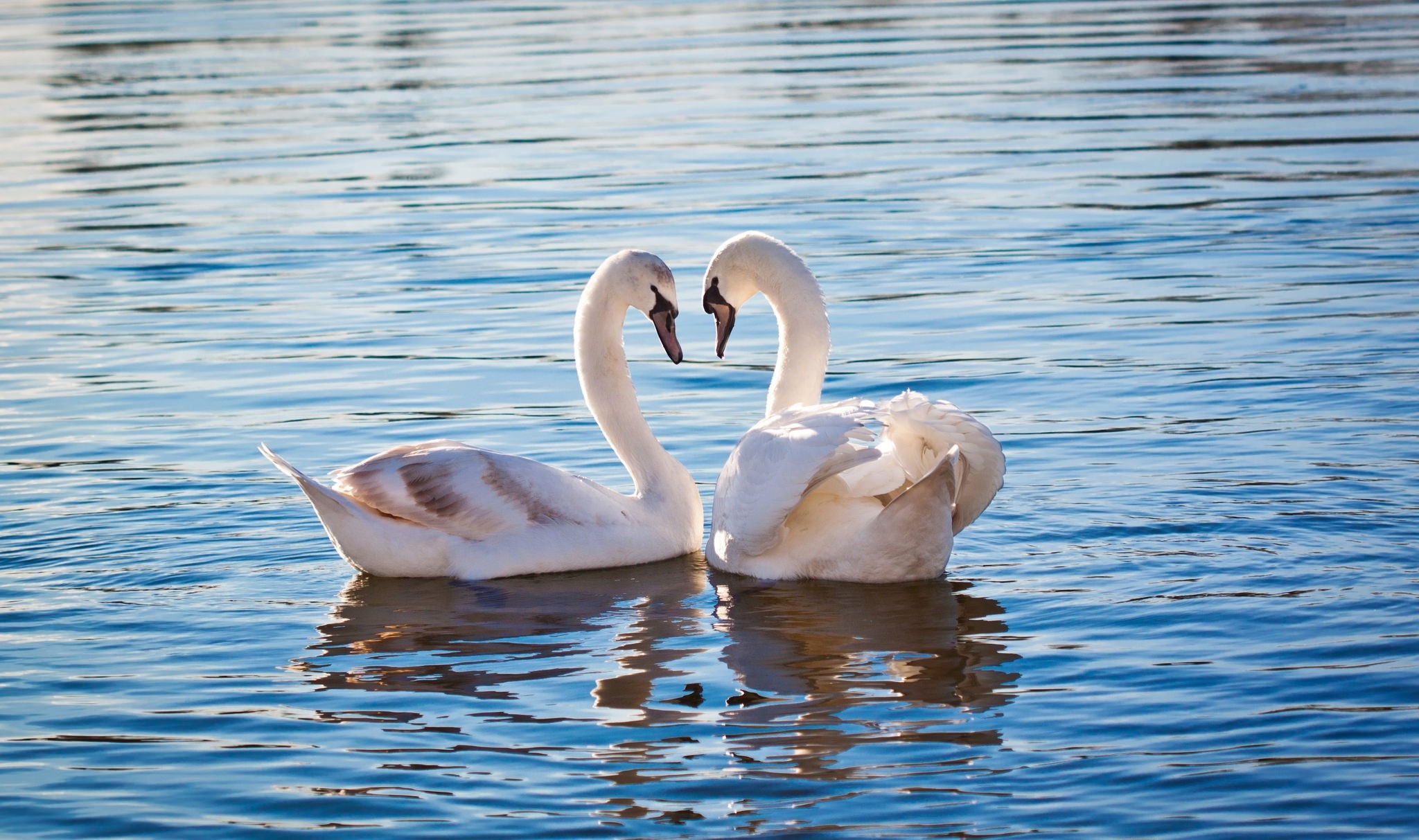 Two swans swimming in blue water HD Wallpaper