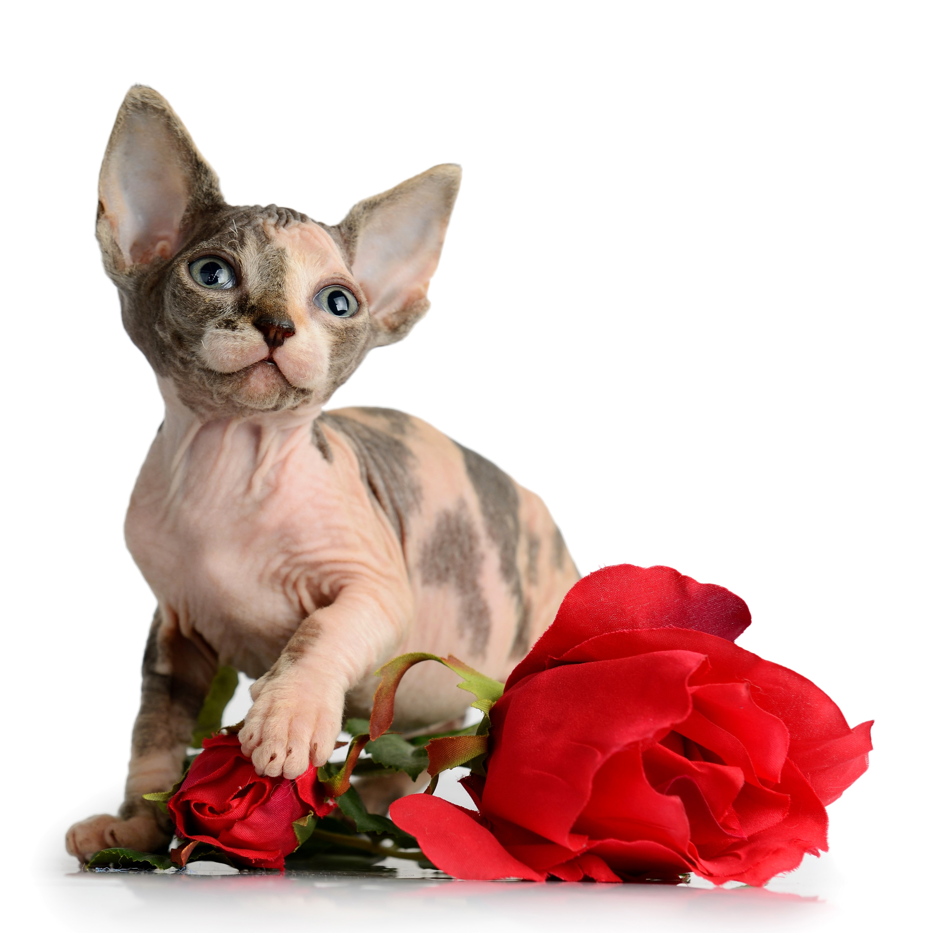 Sphynx kitten with red roses HD Wallpaper