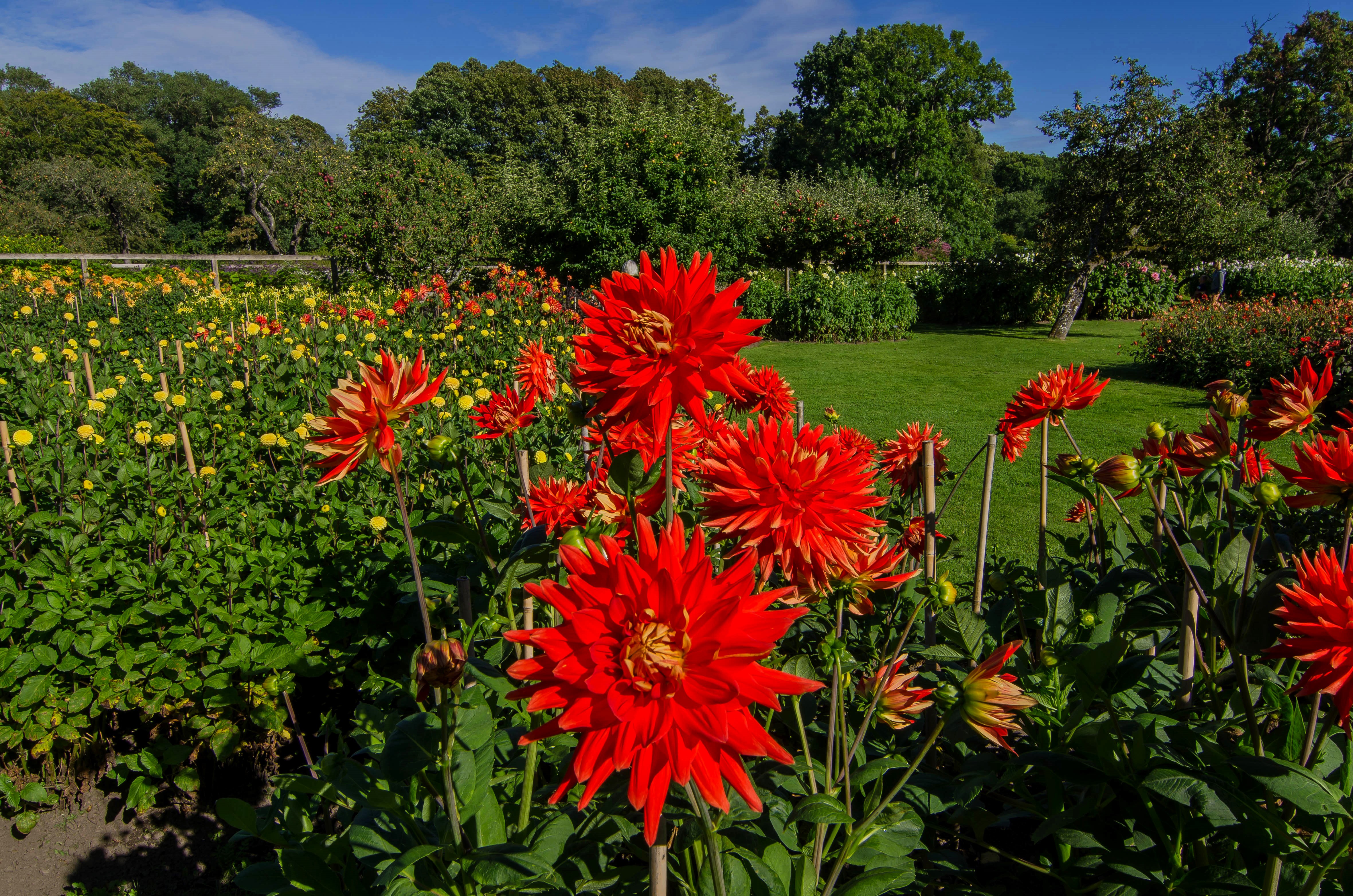 4K Dahlias at Sofiero Castle Gardens, Sweden HD Wallpaper