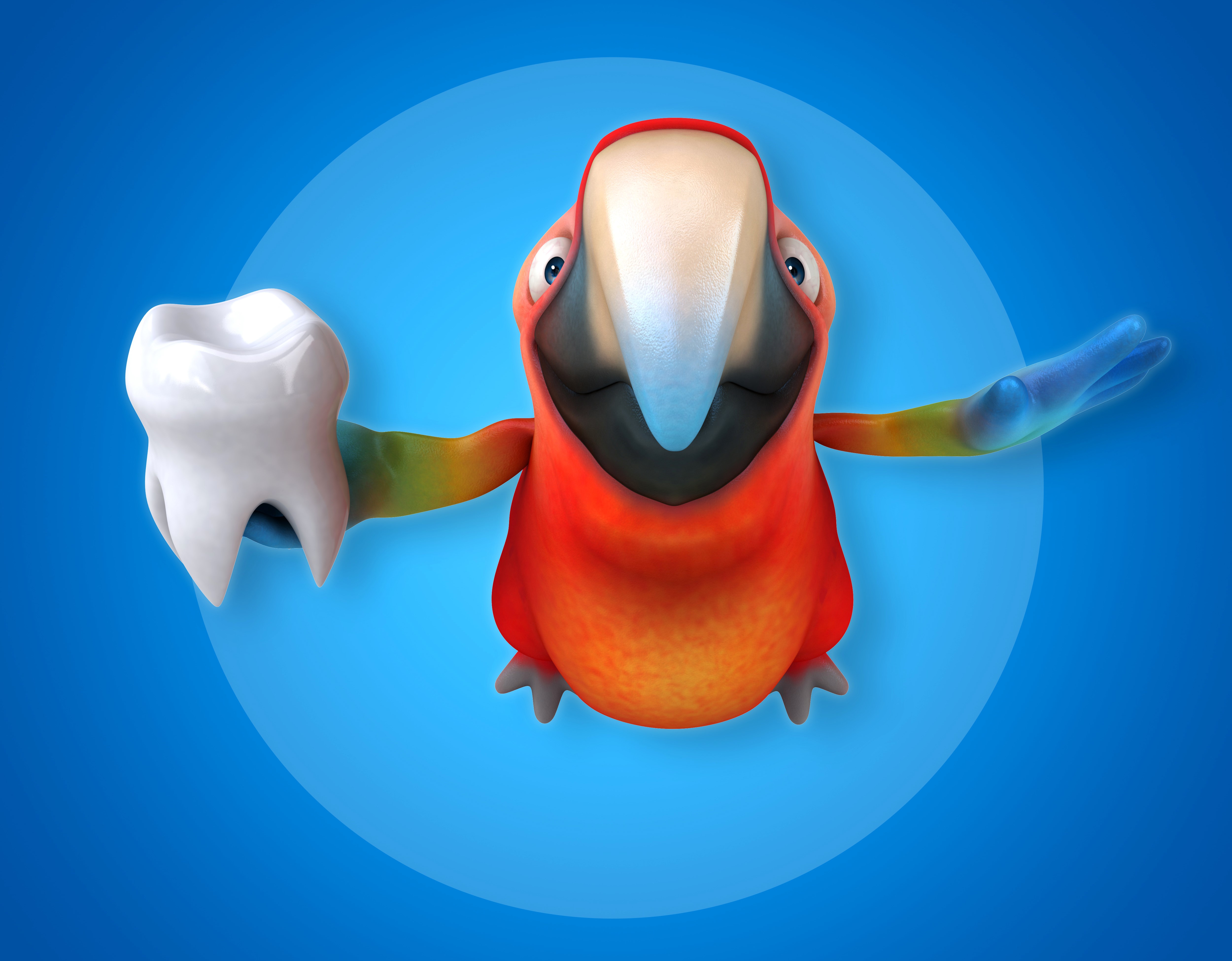 Parrot holding a tooth HD Wallpaper