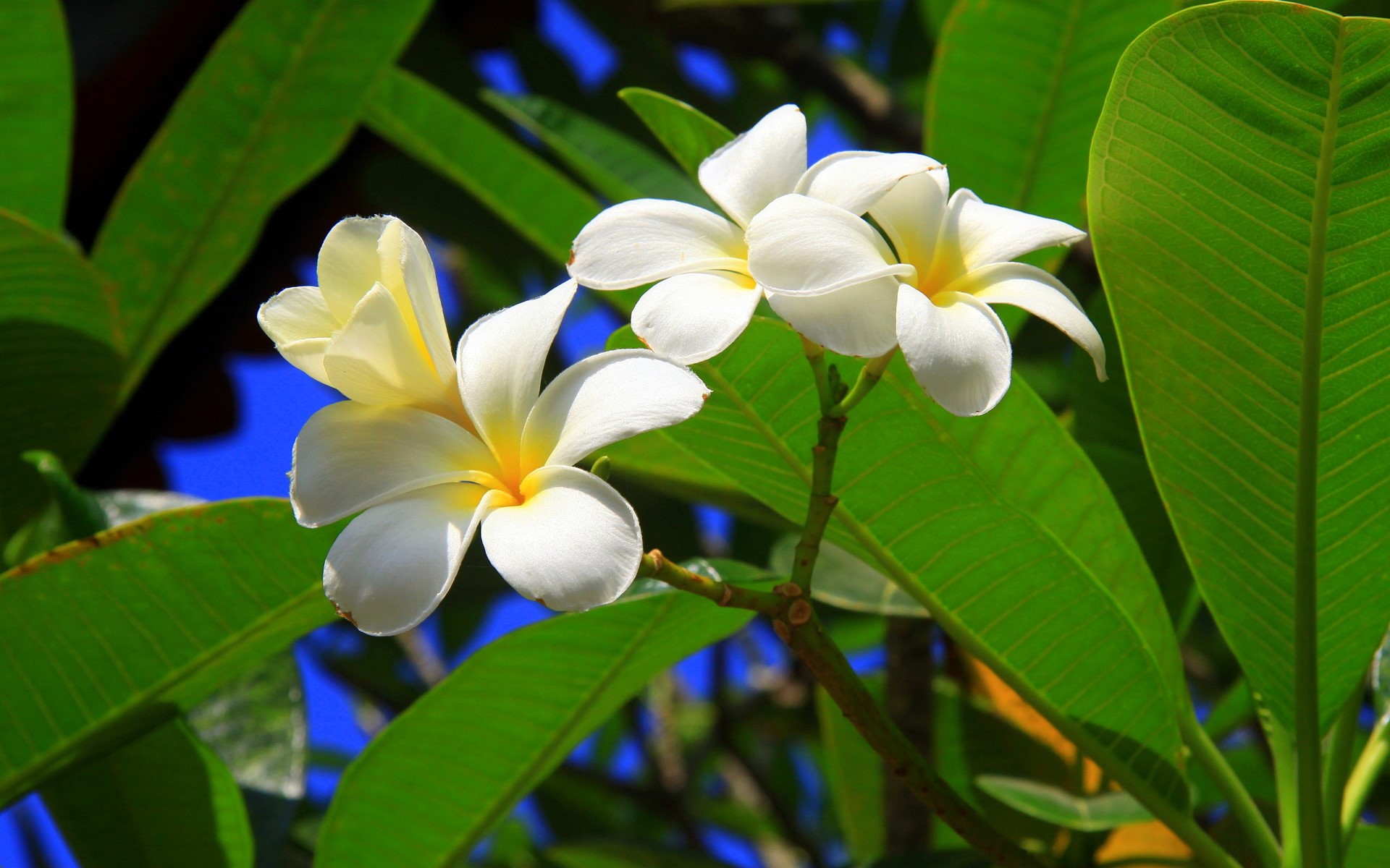 White Plumeria flowers on branches with green foliage HD Wallpaper