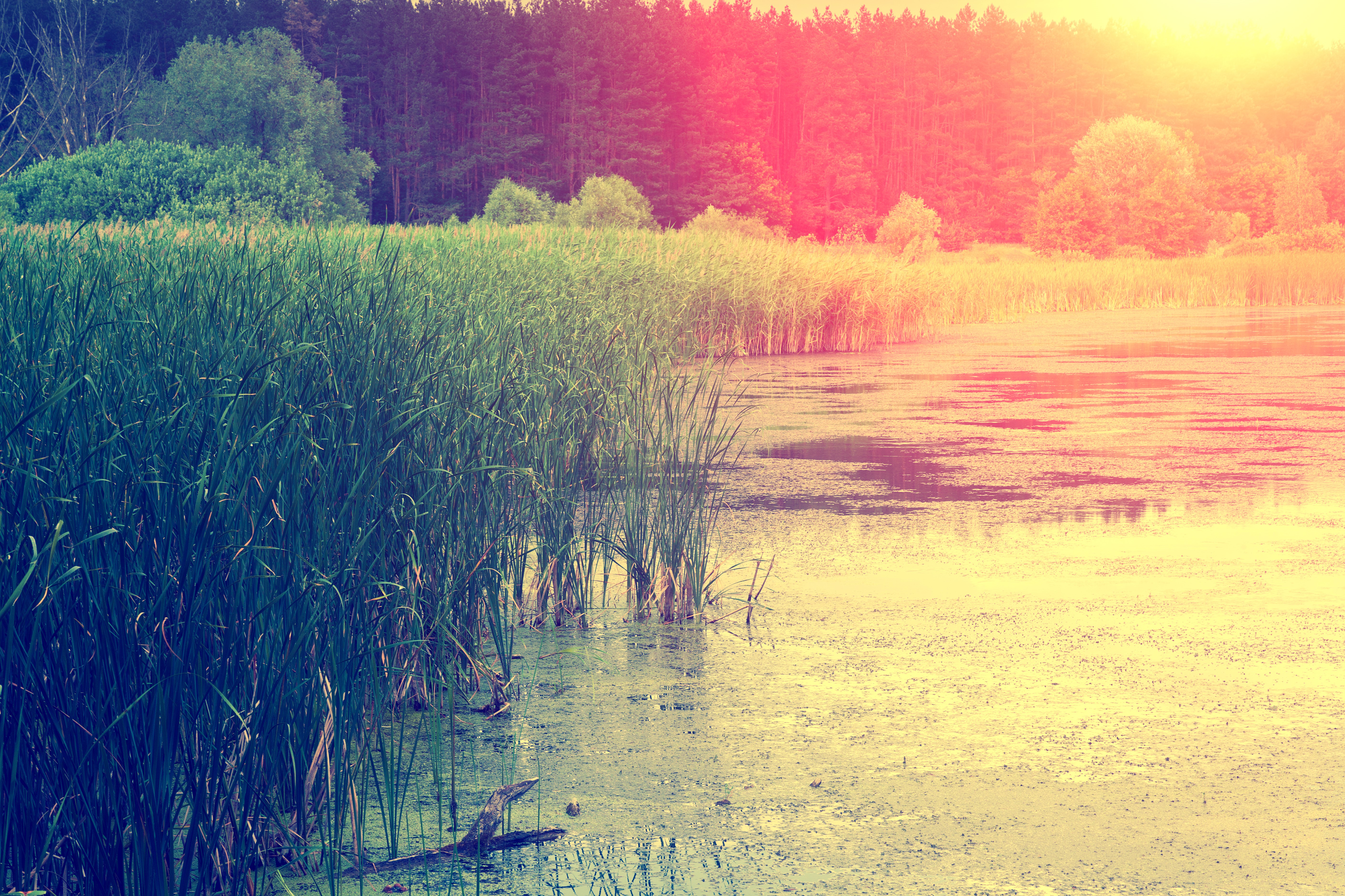 Reeds on a lake at sunset HD Wallpaper