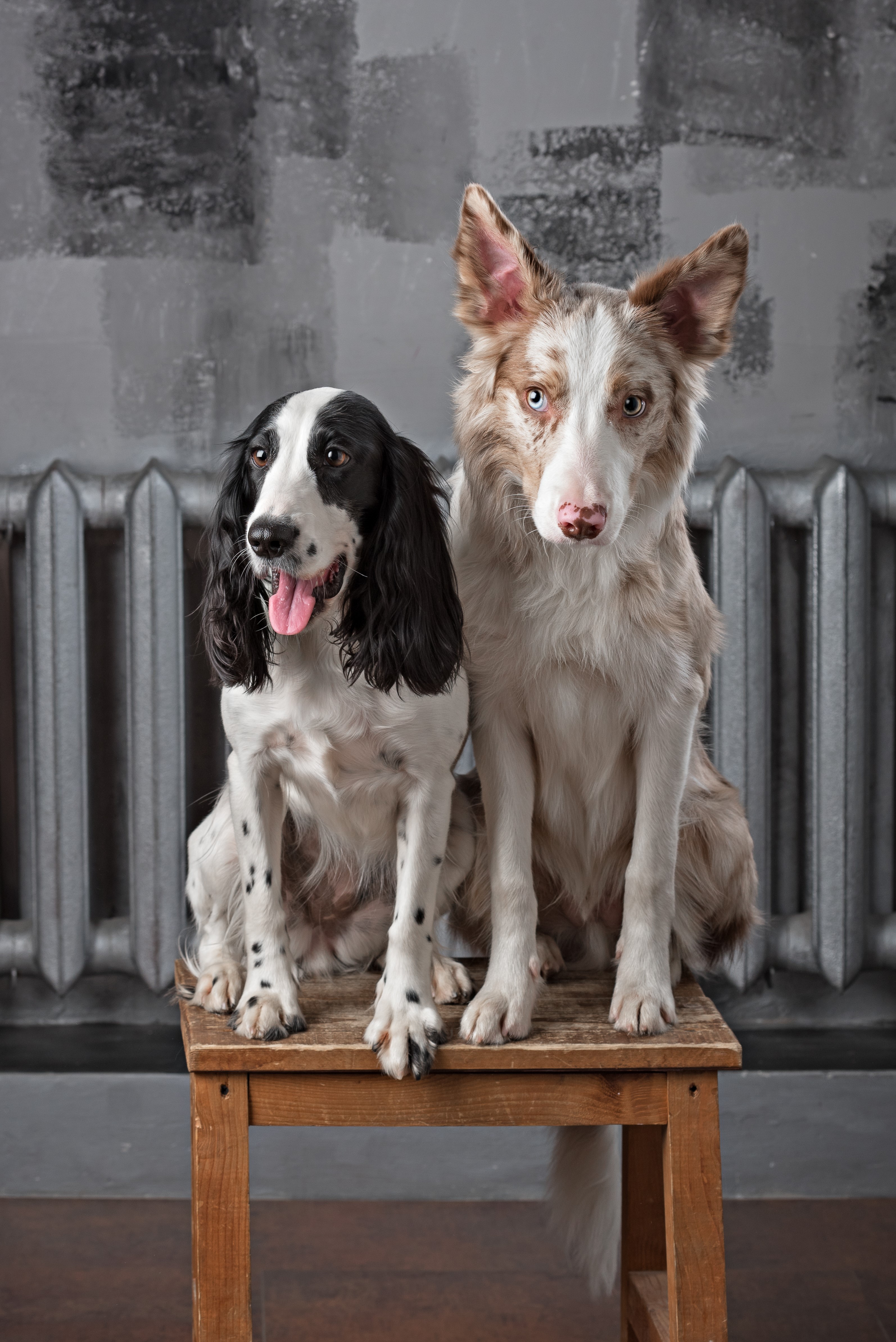 Border Collie and Spaniel dogs sitting on a stool HD Phone Wallpaper