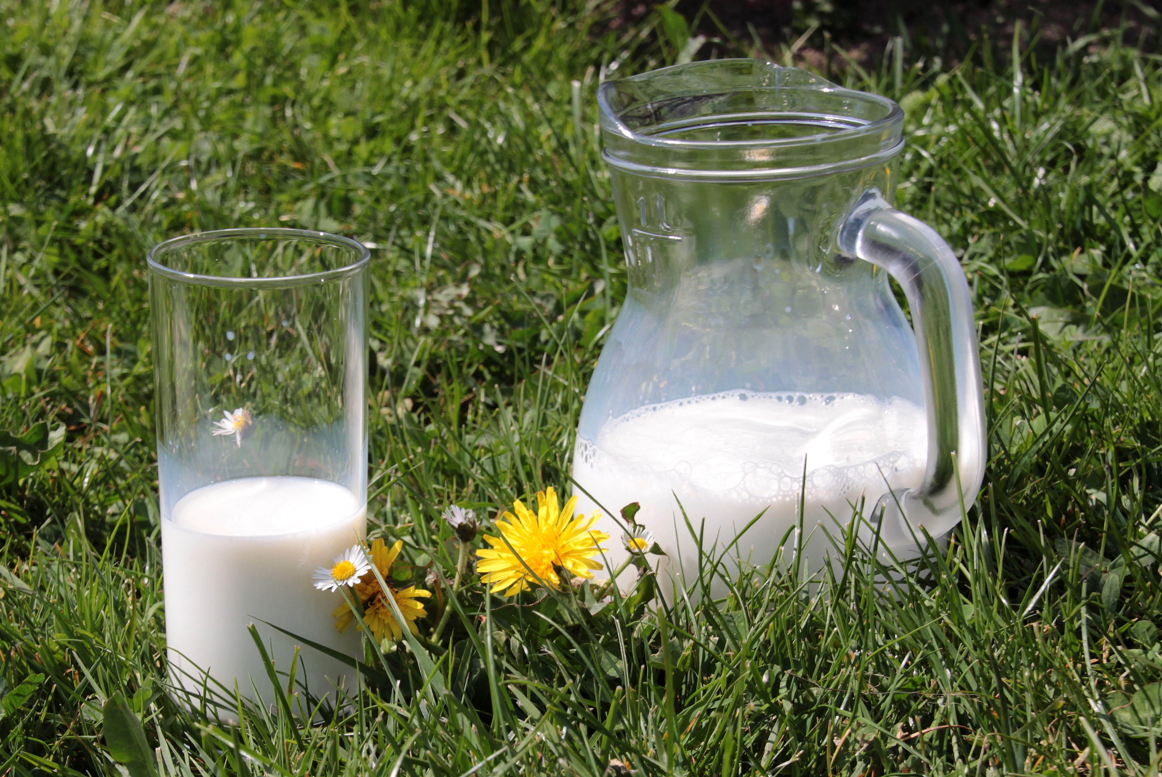 Milk in a glass and jug on grass with flowers HD Wallpaper