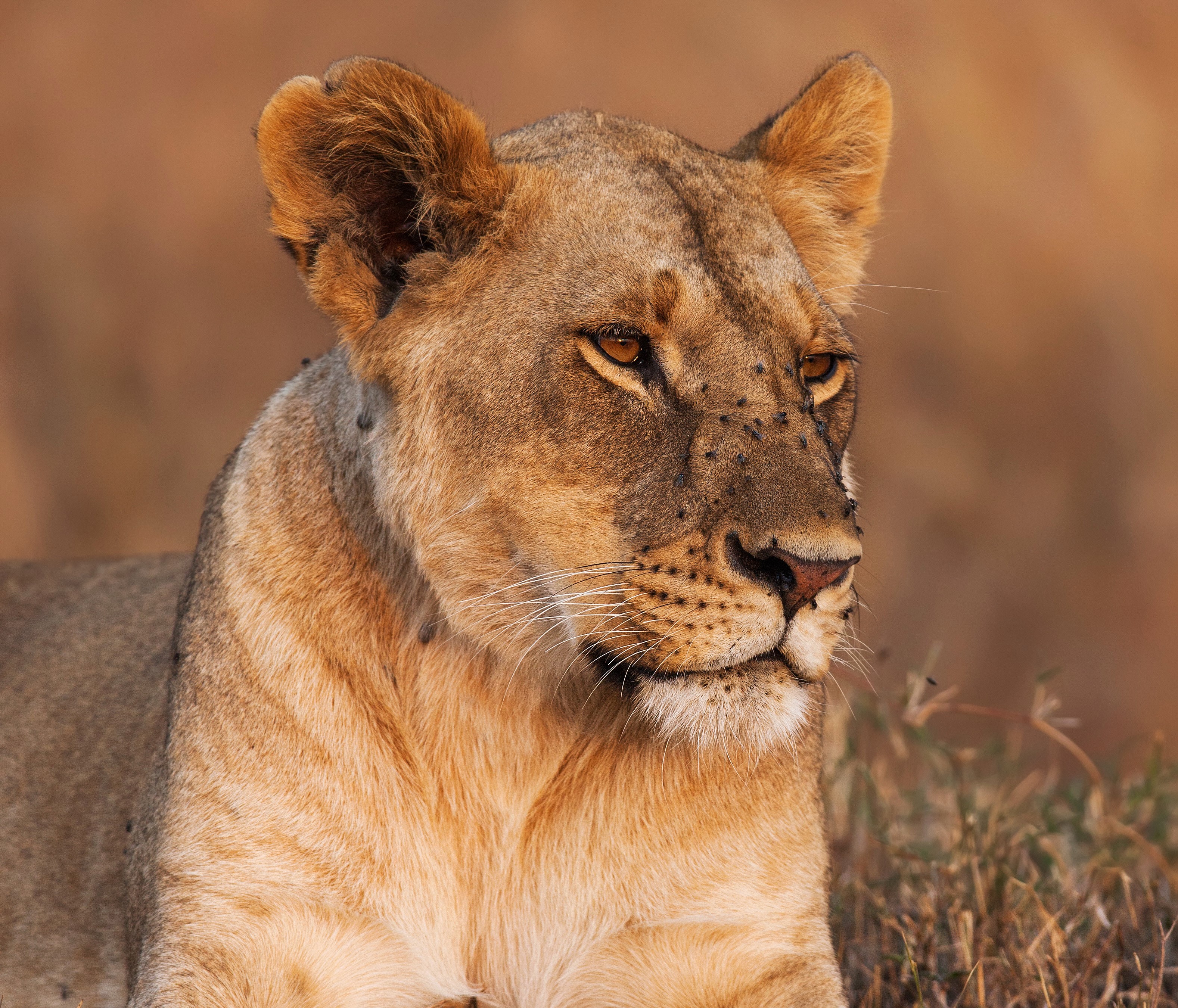 Lioness with flies on her face HD Wallpaper
