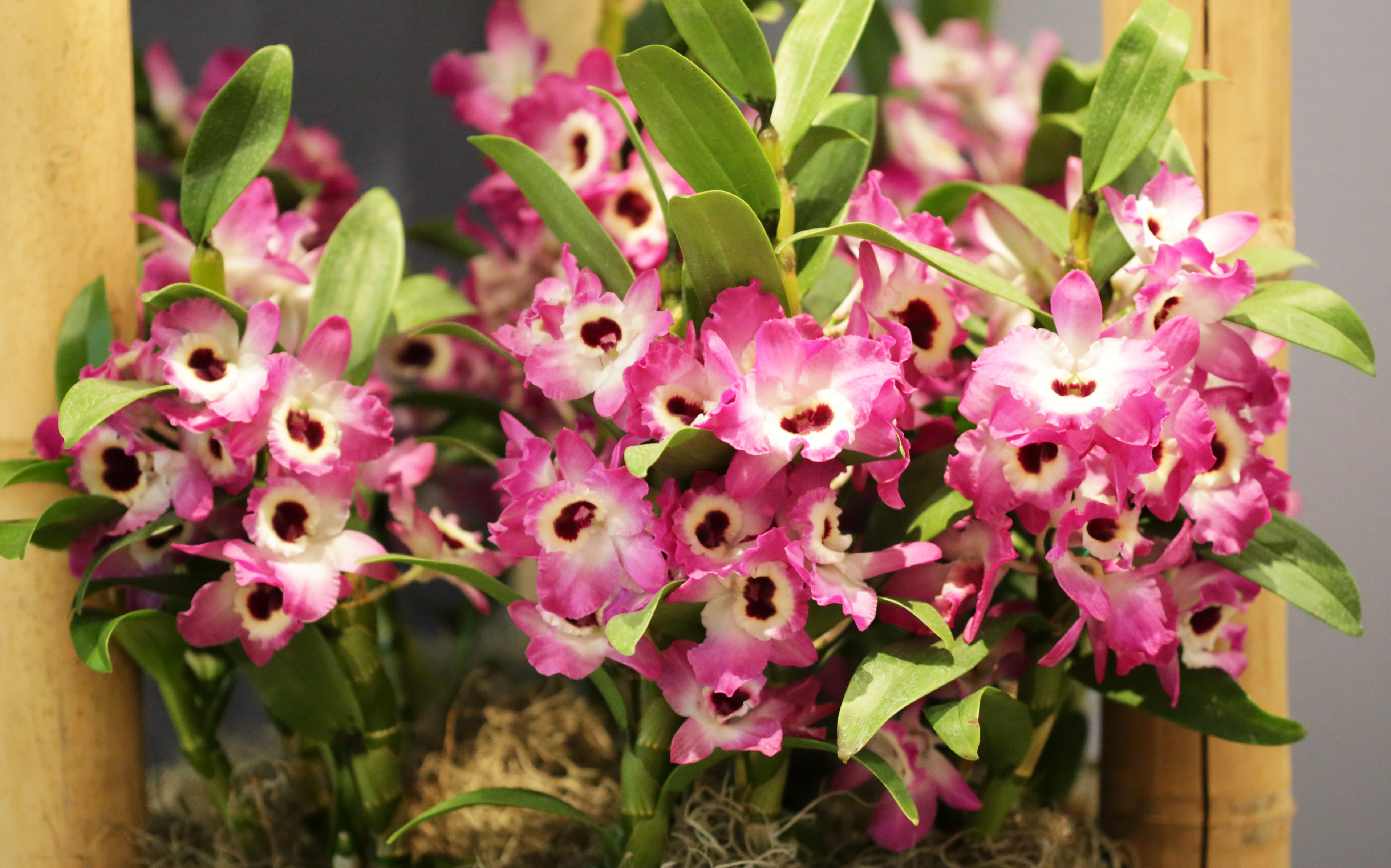 Pink and white orchids with green leaves HD Wallpaper