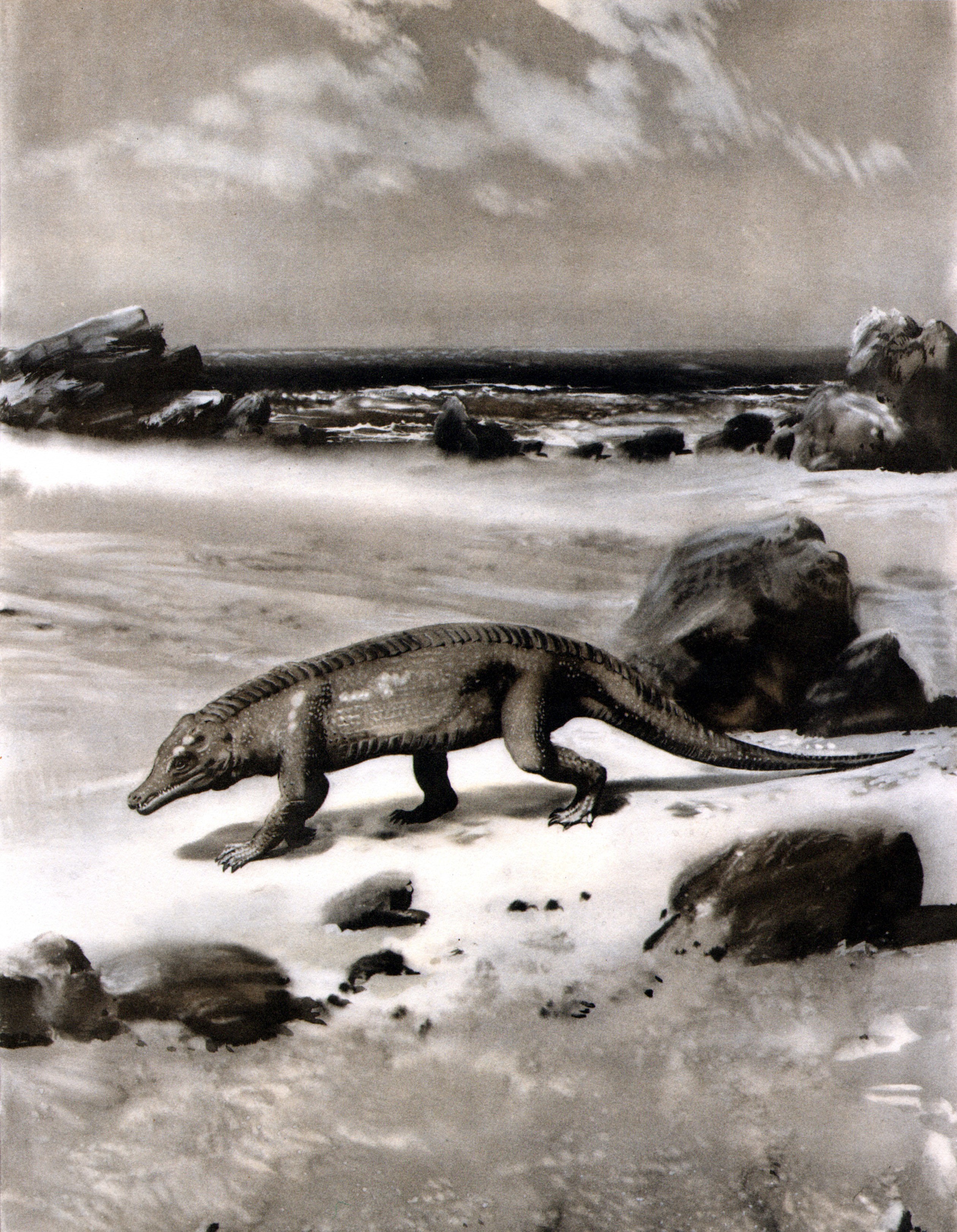 Protosuchus on a rocky shore, illustration by Zdenek Burian HD Phone Wallpaper