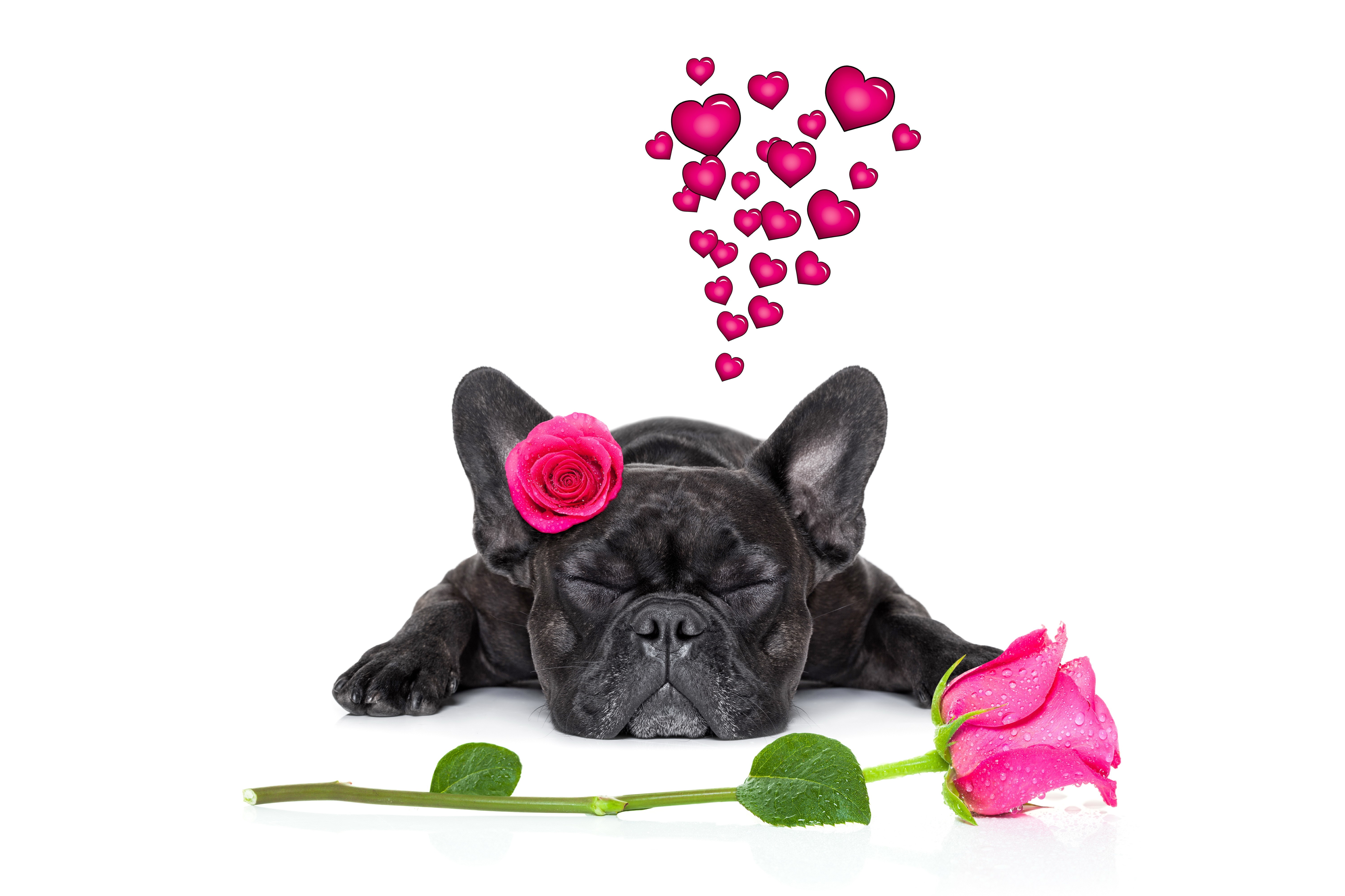 Black French Bulldog with Rose and Hearts HD Wallpaper