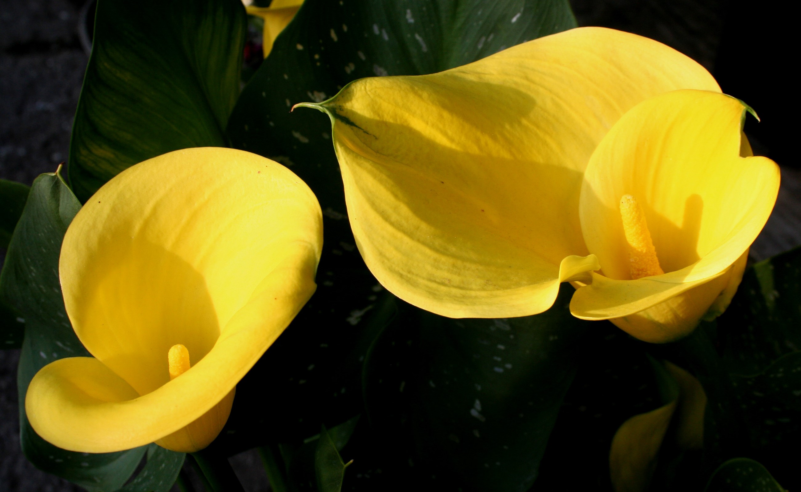 Two Yellow Calla Lilies HD Wallpaper