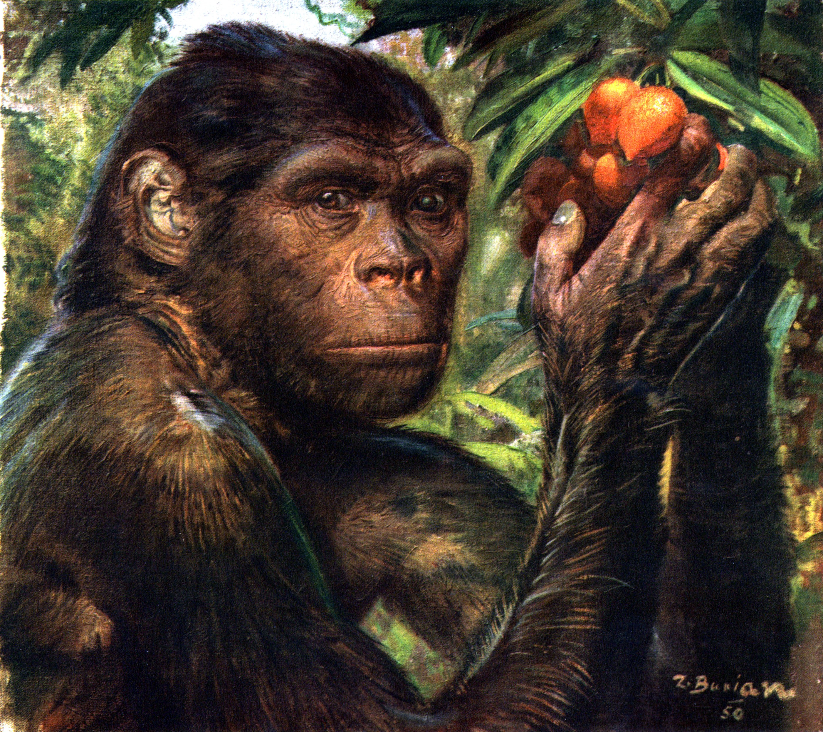 Pithecanthropus holding fruit by Zdenek Burian HD Wallpaper