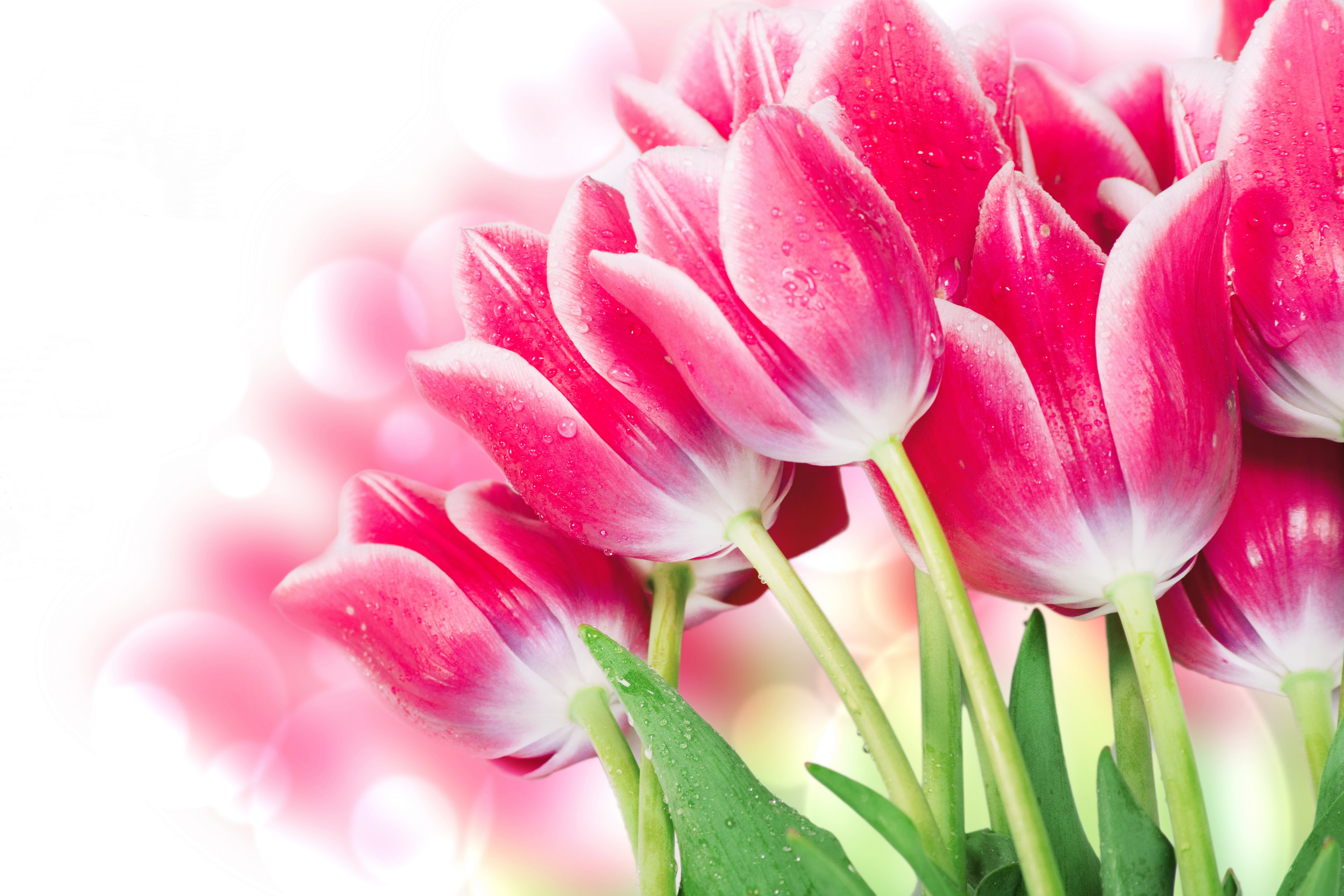 Pink Tulips with Water Droplets HD Wallpaper