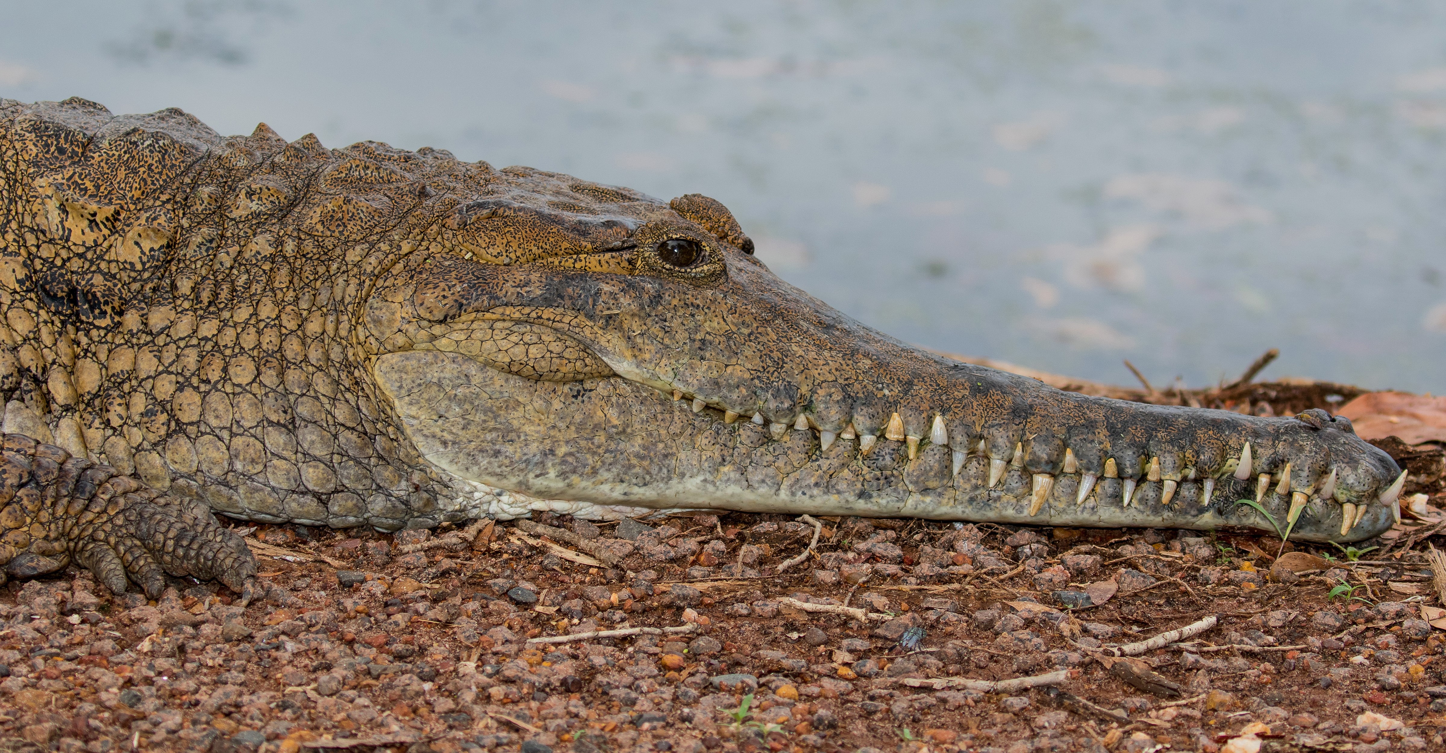Crocodile snout with sharp teeth HD Wallpaper