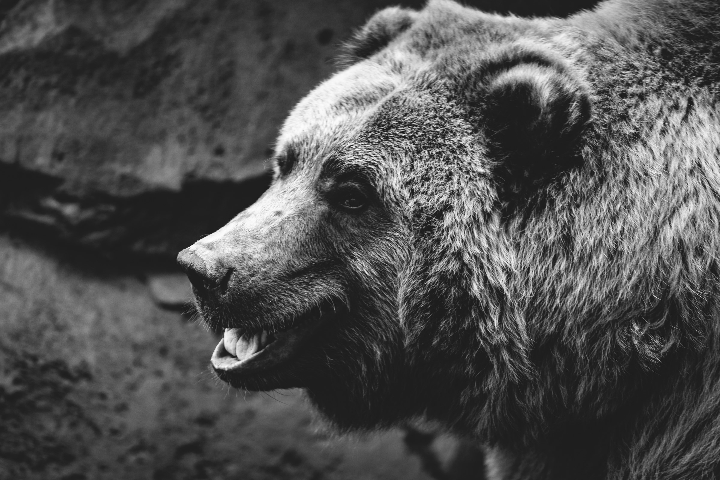 Close-up of a brown bear's head in black and white HD Wallpaper