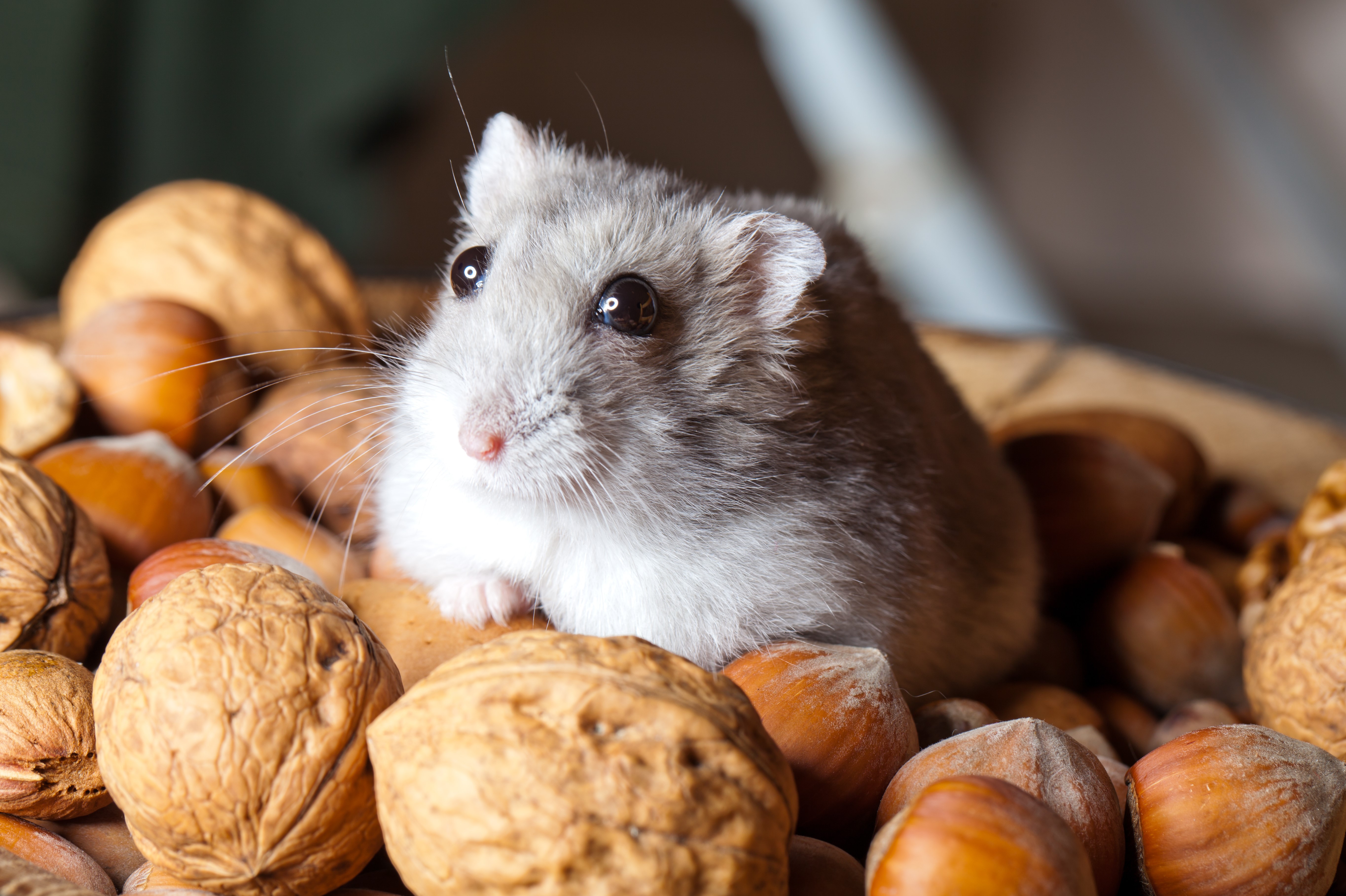 Hamster in a pile of nuts HD Wallpaper