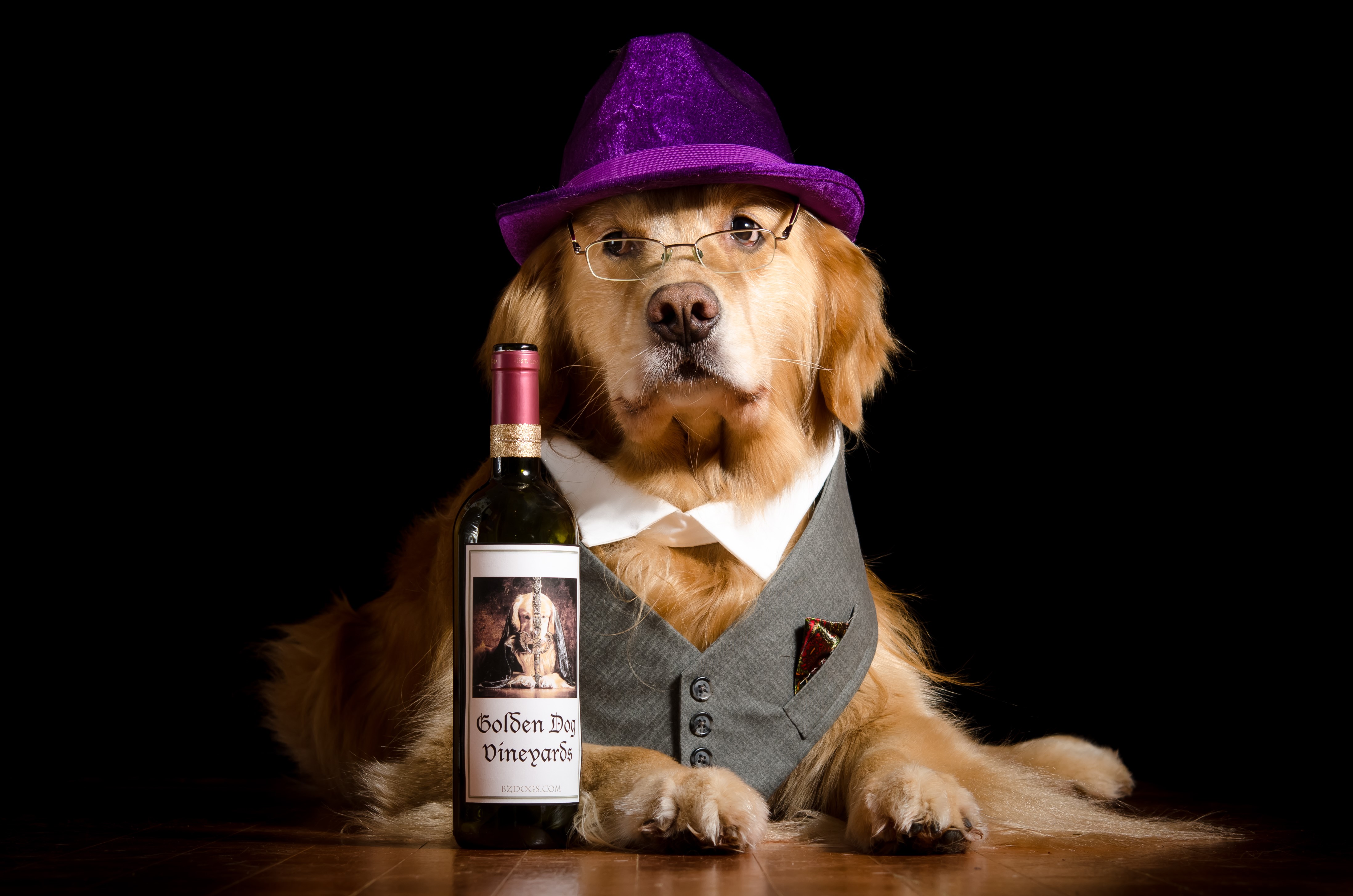 Golden Retriever Dog with Wine Bottle and Hat HD Wallpaper
