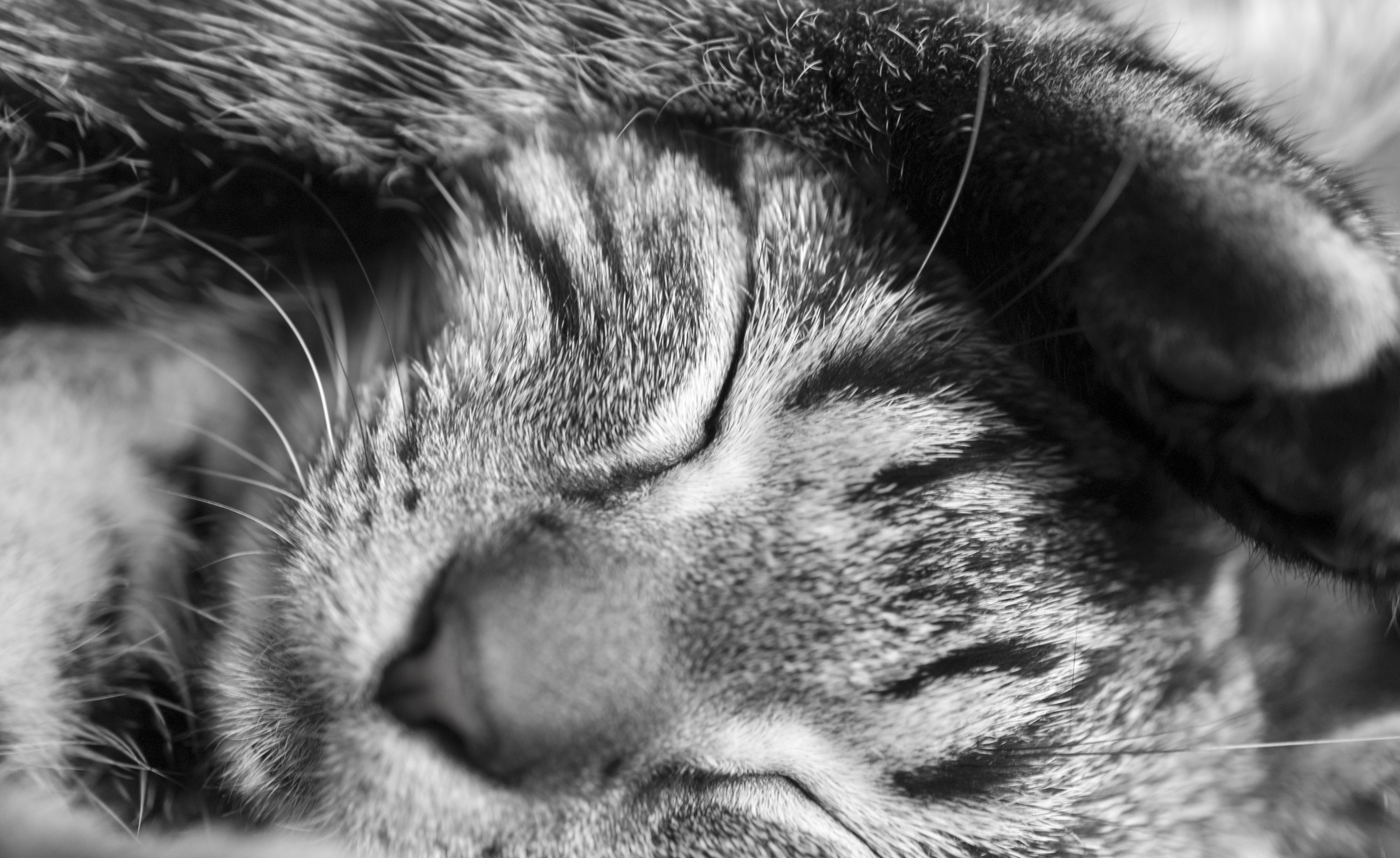 Black and white macro closeup of a sleeping cat HD Wallpaper