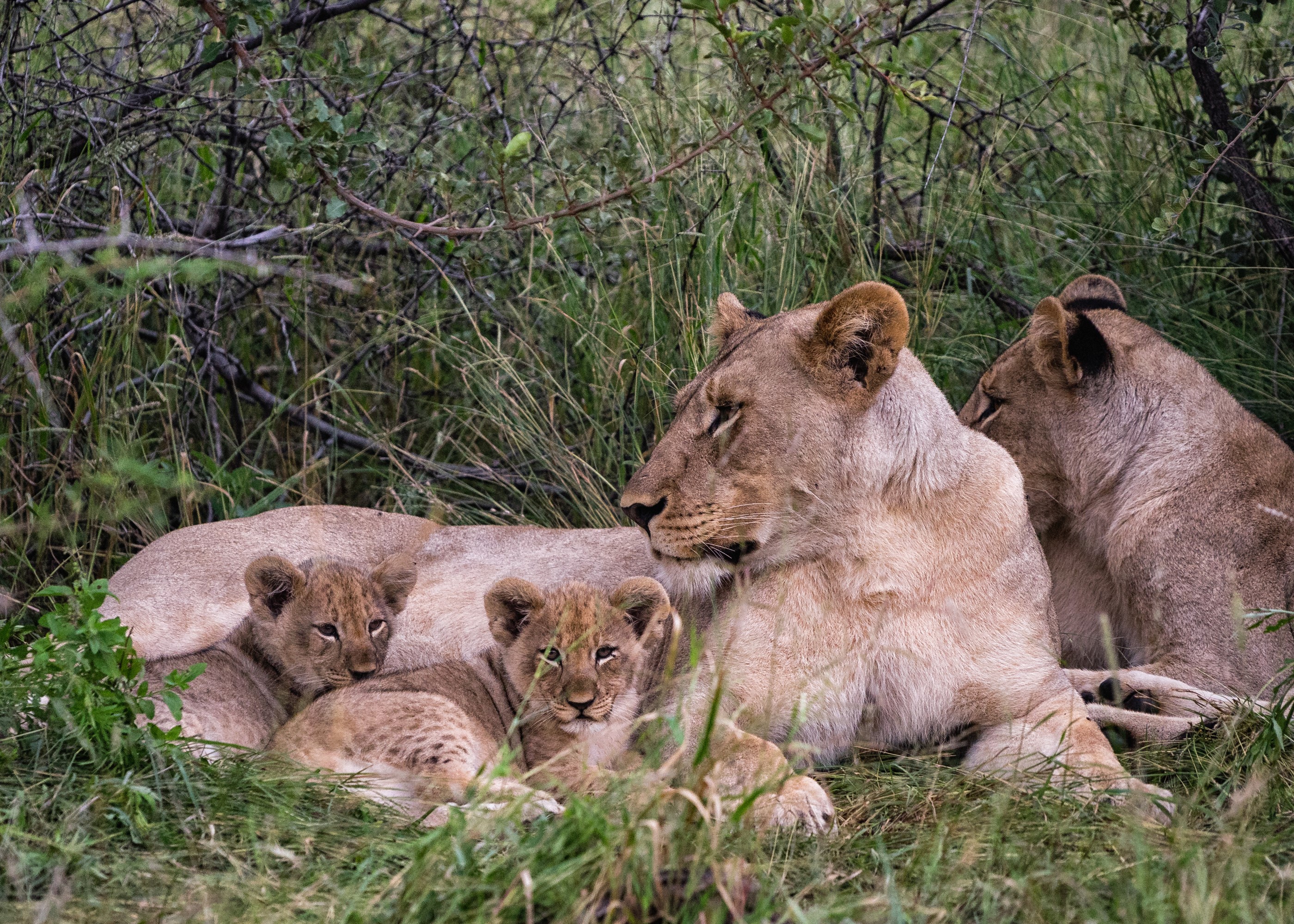 Lioness with cubs resting in tall grass HD Wallpaper