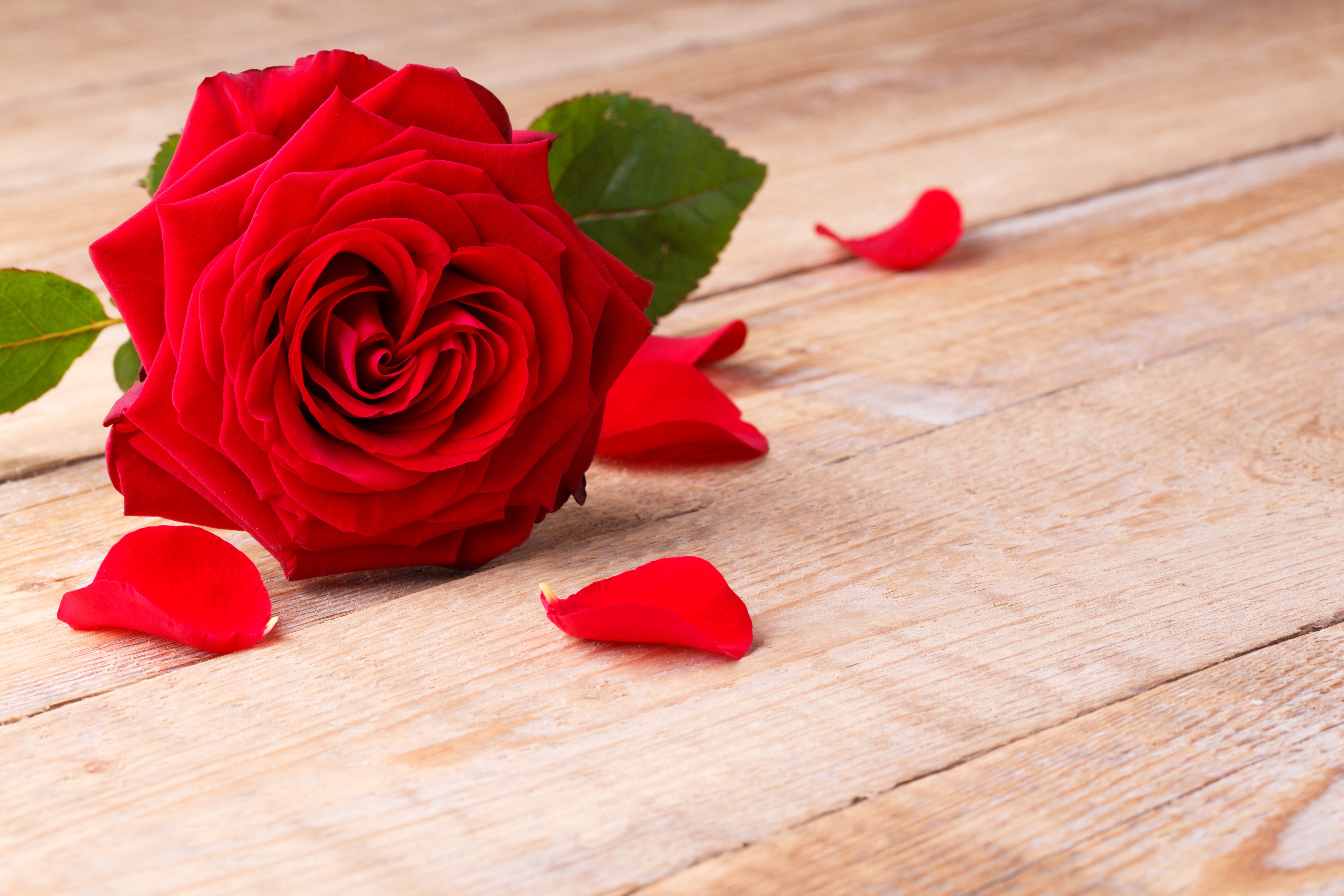 Red rose with petals on wood planks HD Wallpaper