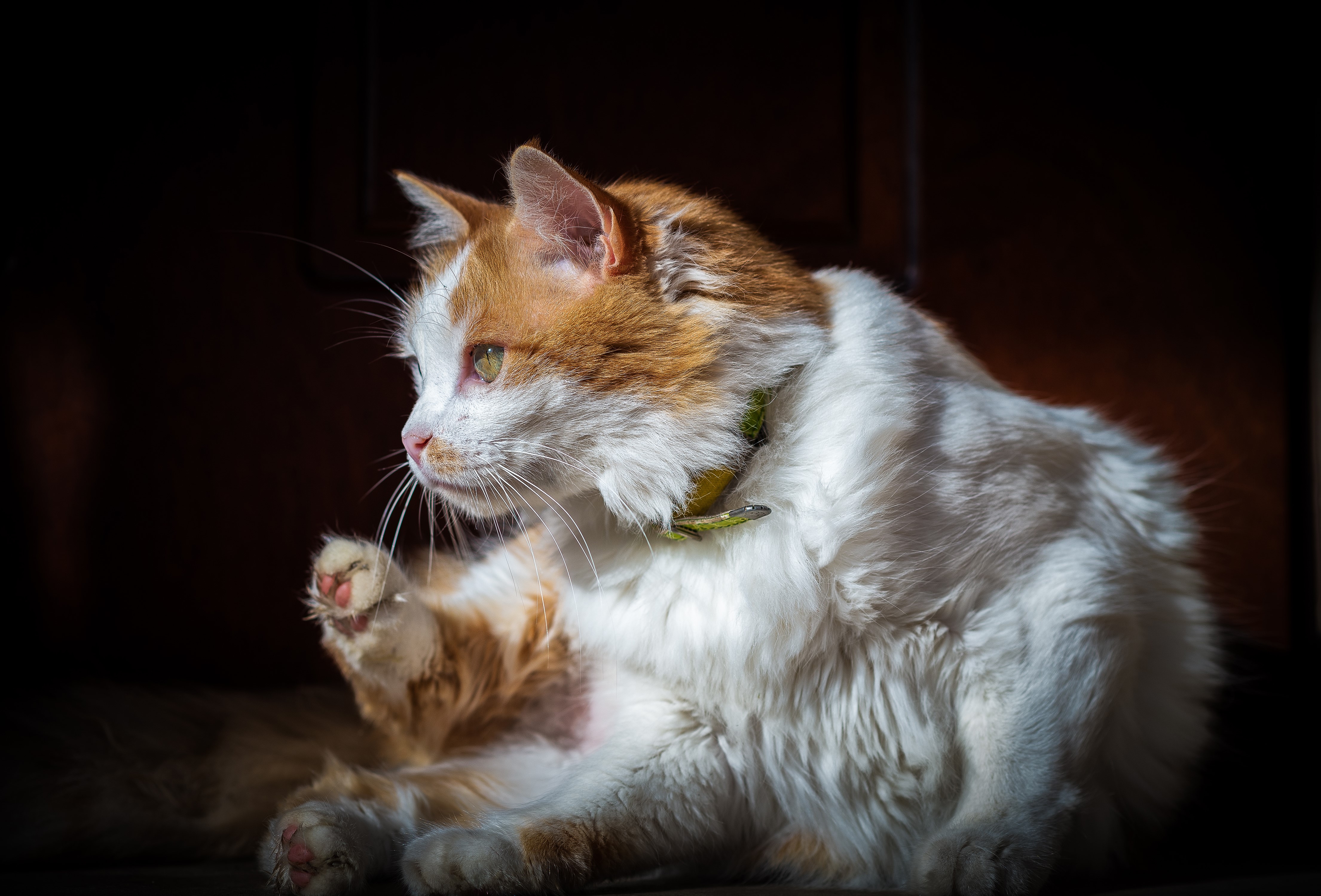 Orange and white cat with green collar HD Wallpaper