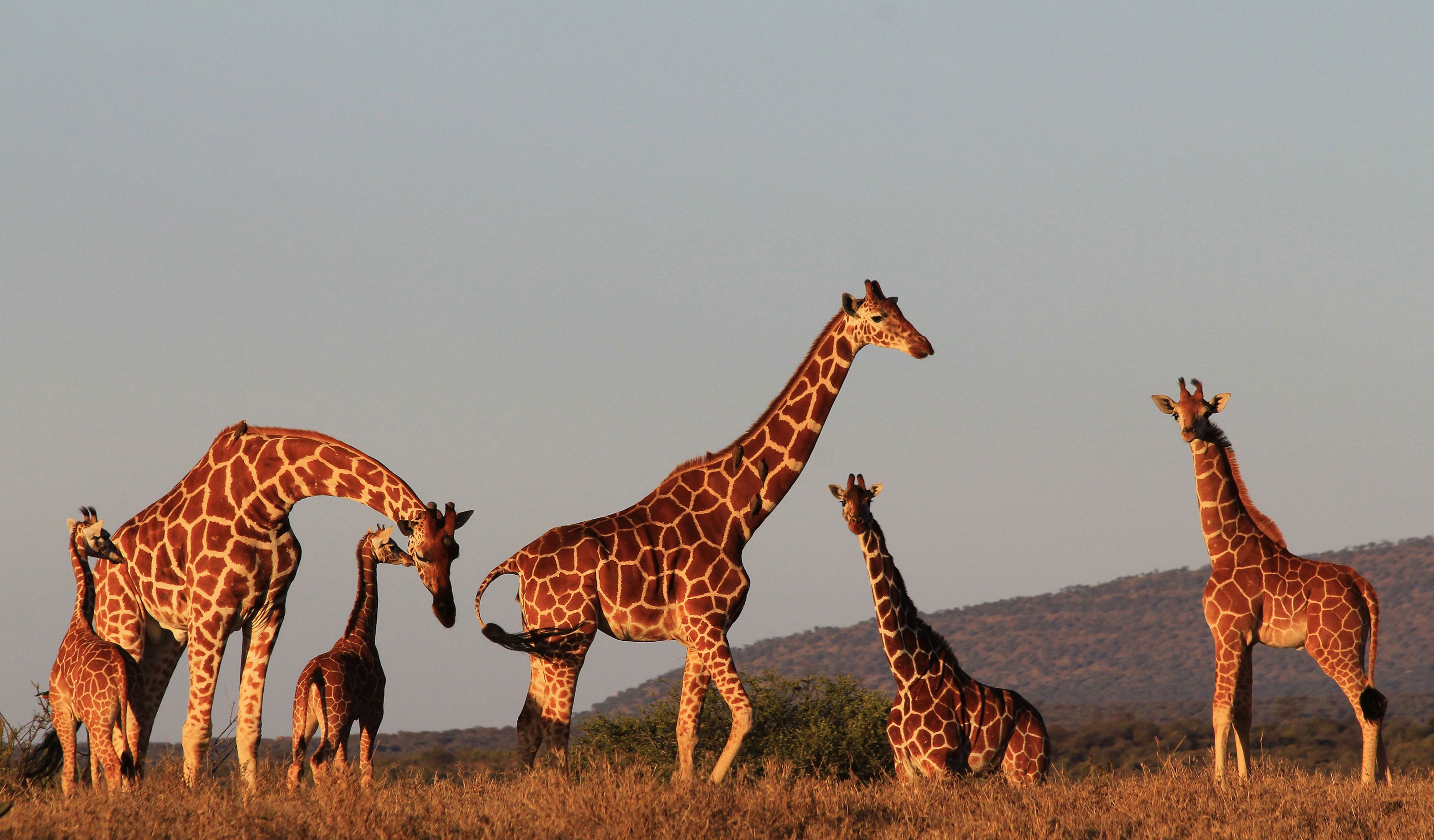 A herd of giraffes in the savanna at sunset HD Wallpaper