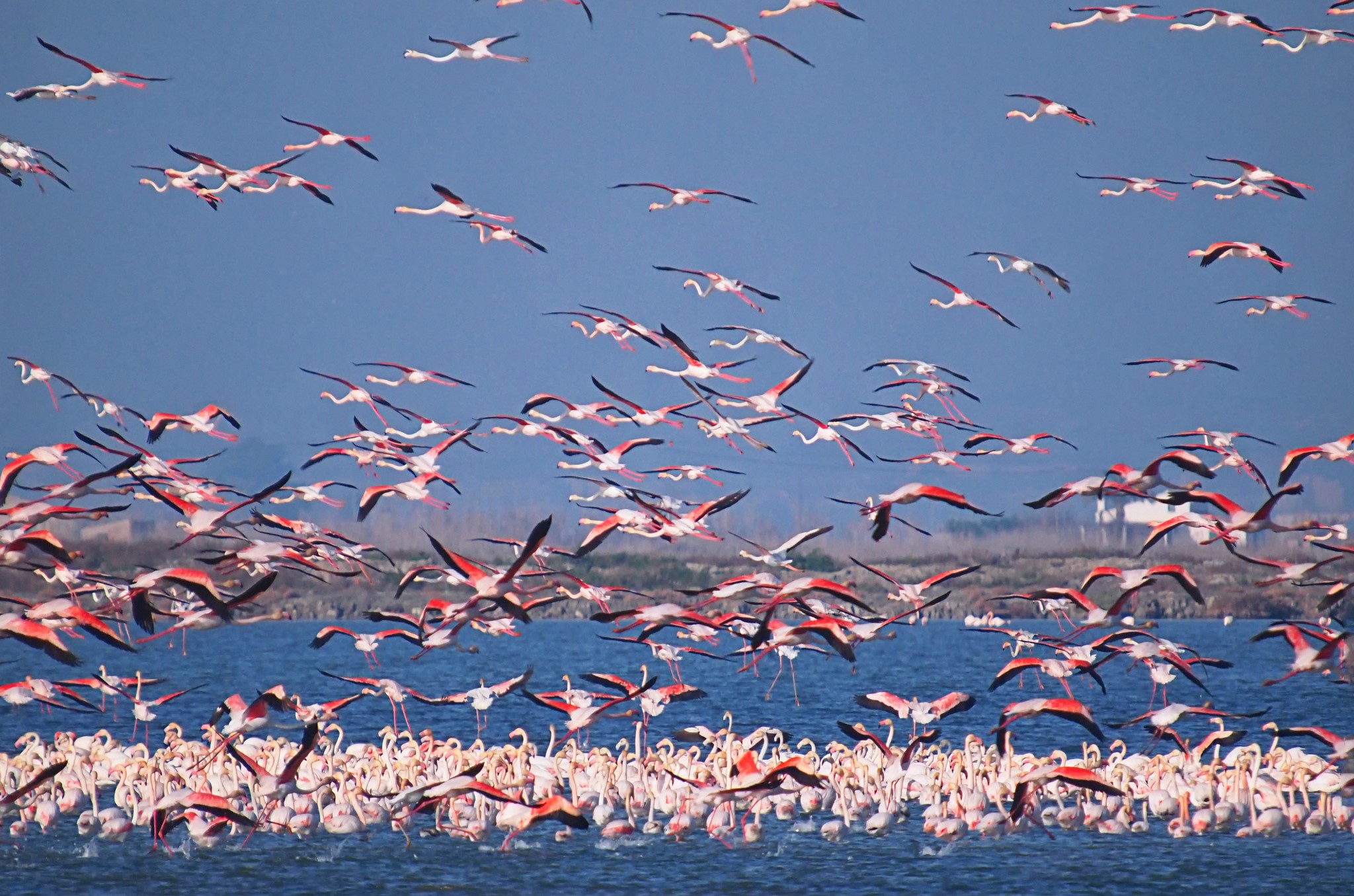 A large flock of flamingos in flight over water HD Wallpaper