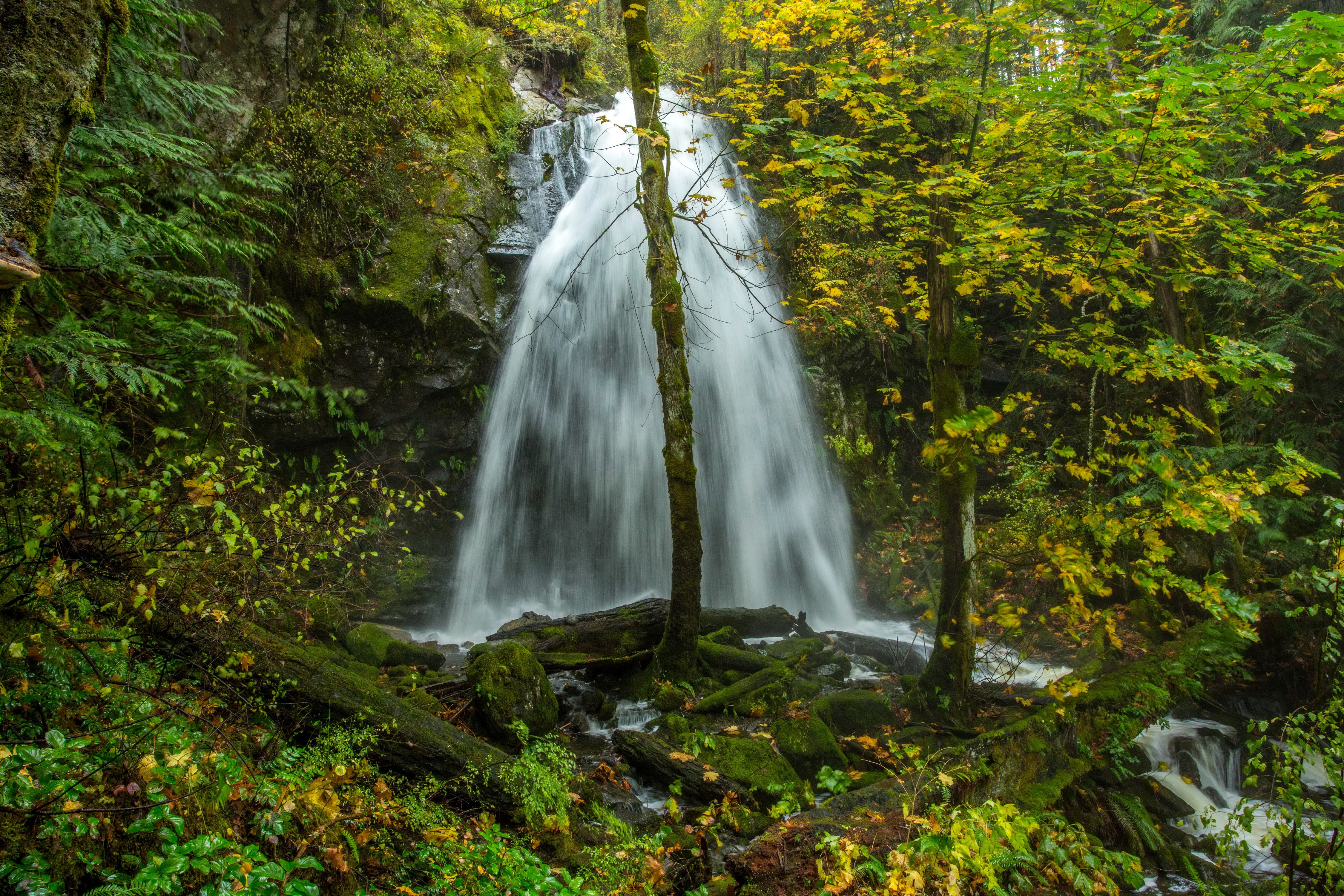Waterfall in a mossy forest with autumn leaves HD Wallpaper