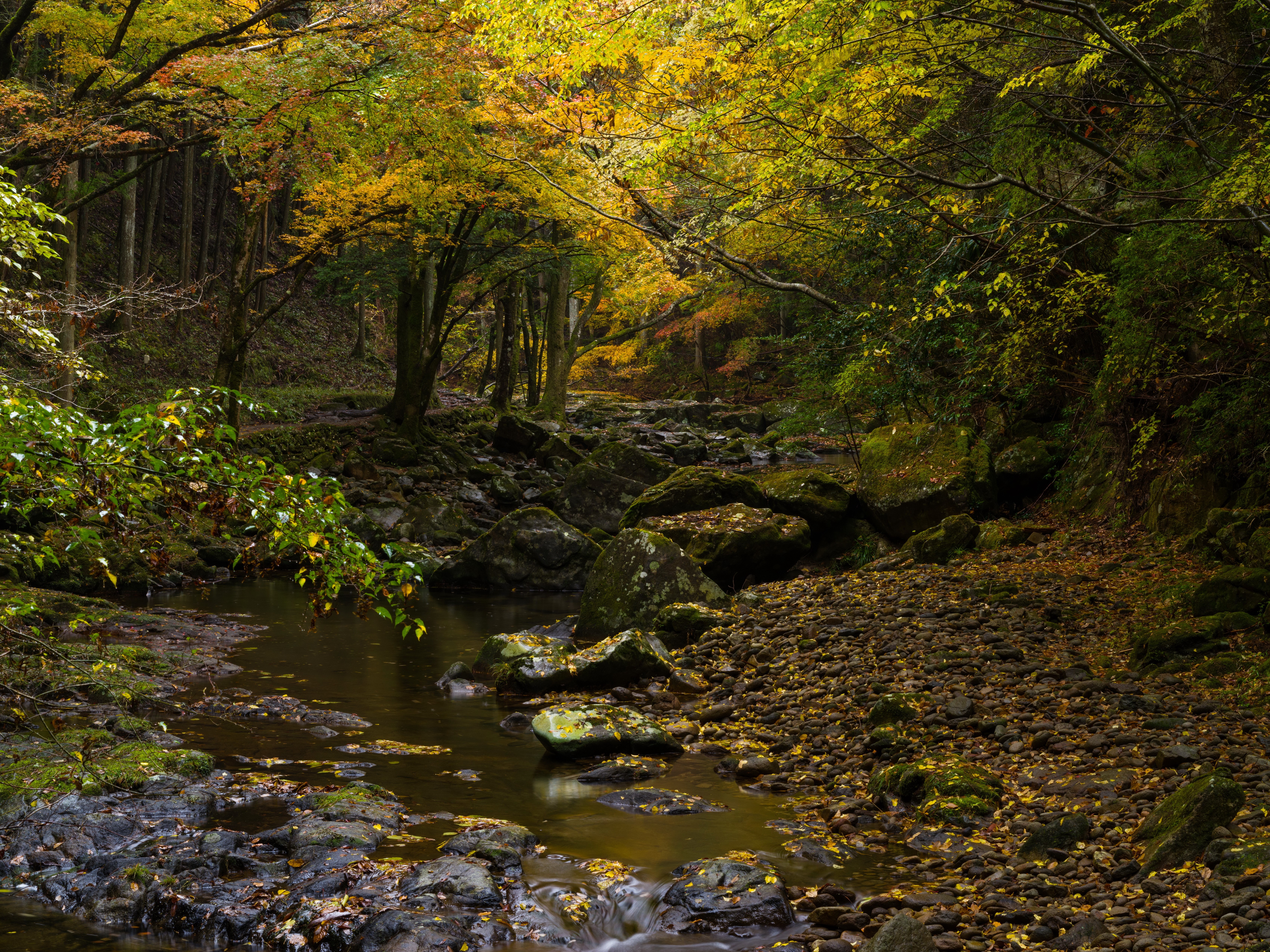 Autumn forest with a stream and mossy stones HD Wallpaper