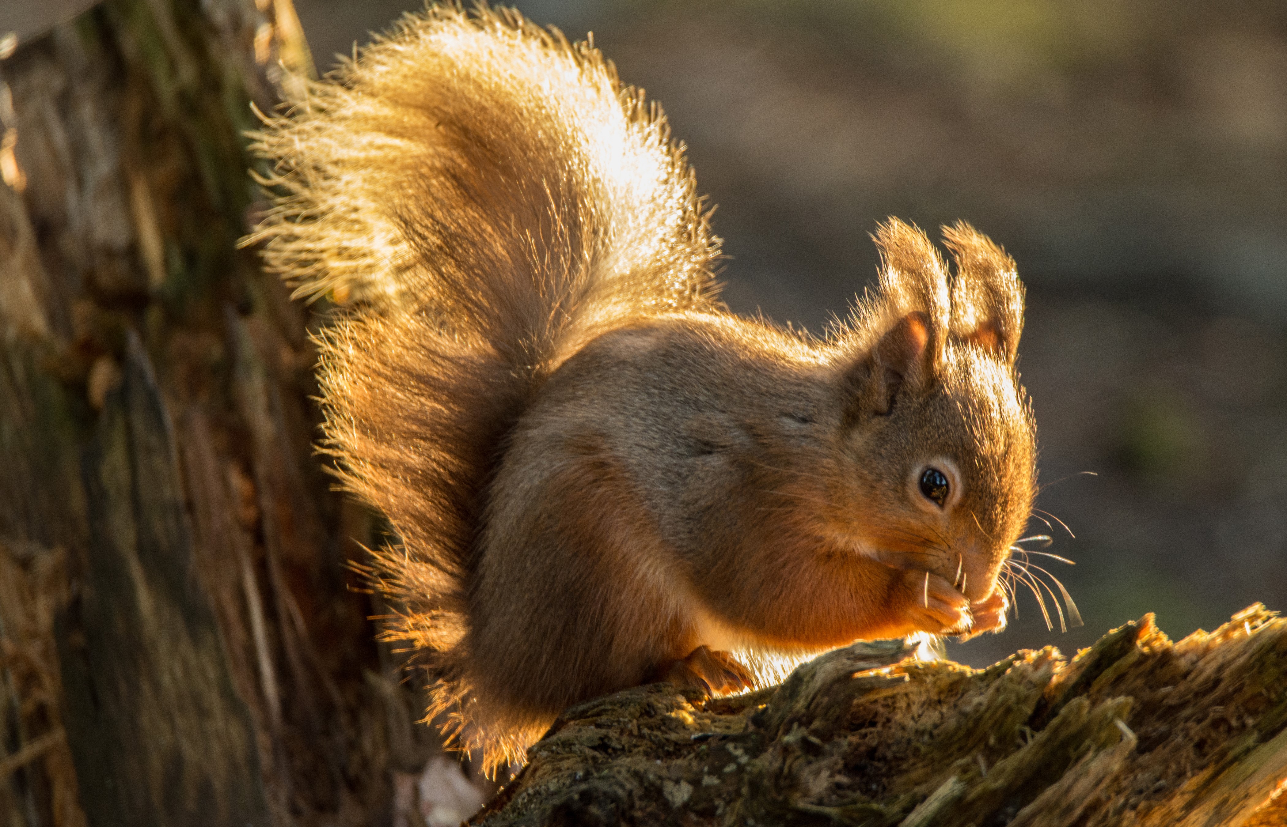 4K Squirrel Eating on a Log HD Wallpaper