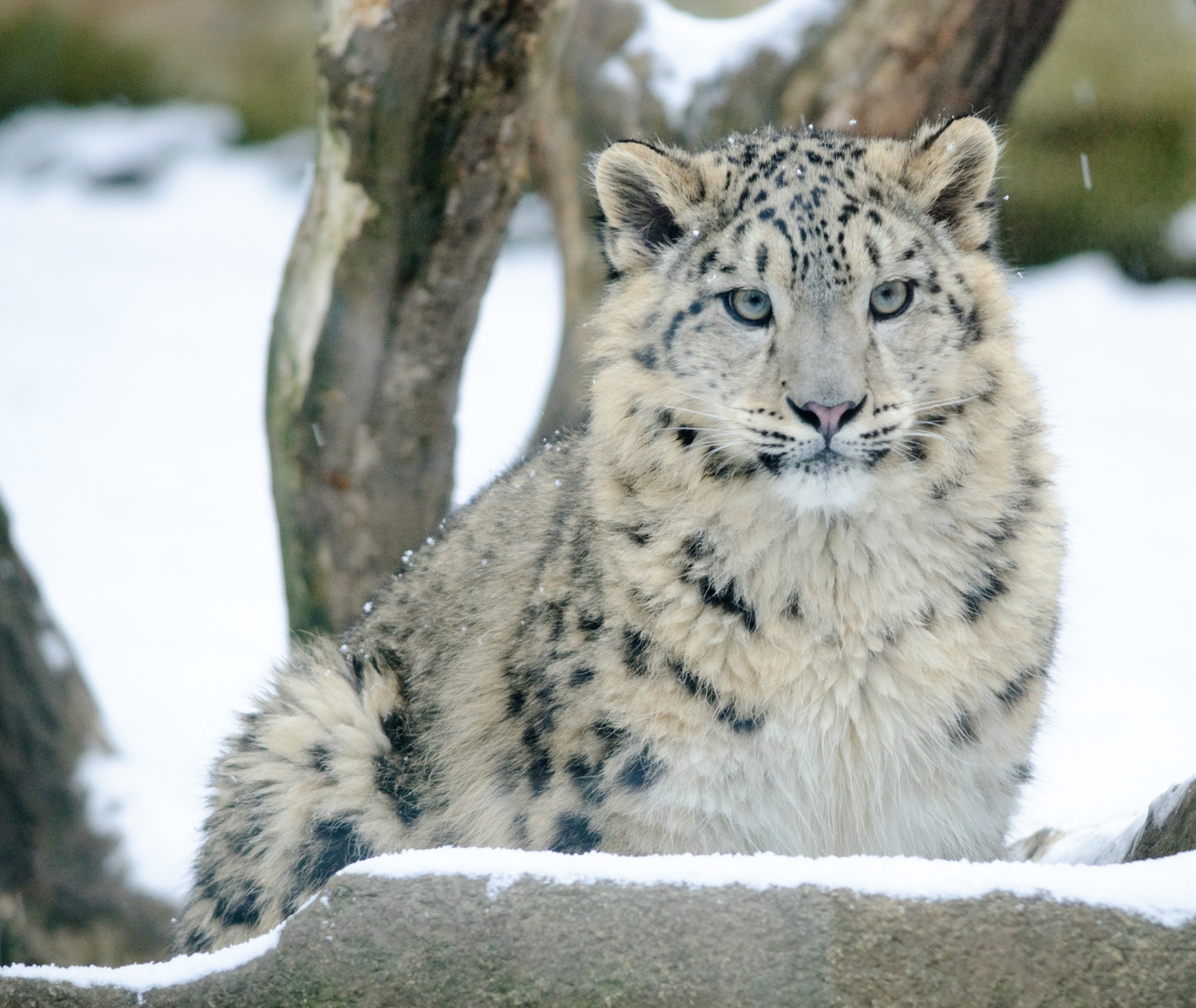 Snow leopard looking forward in the snow HD Wallpaper