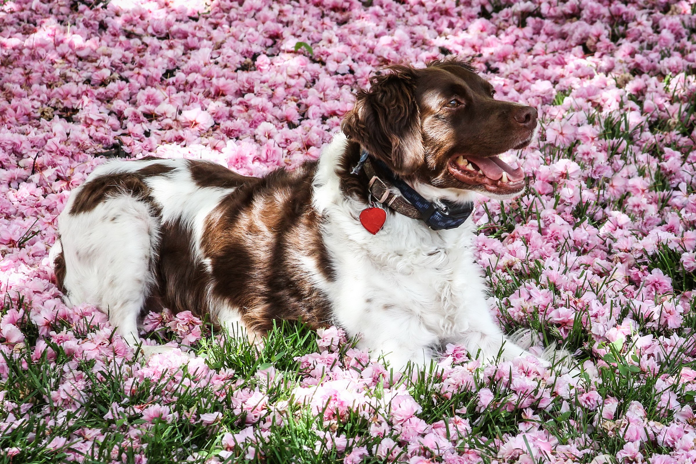 Brown and white dog lying in pink flowers HD Wallpaper