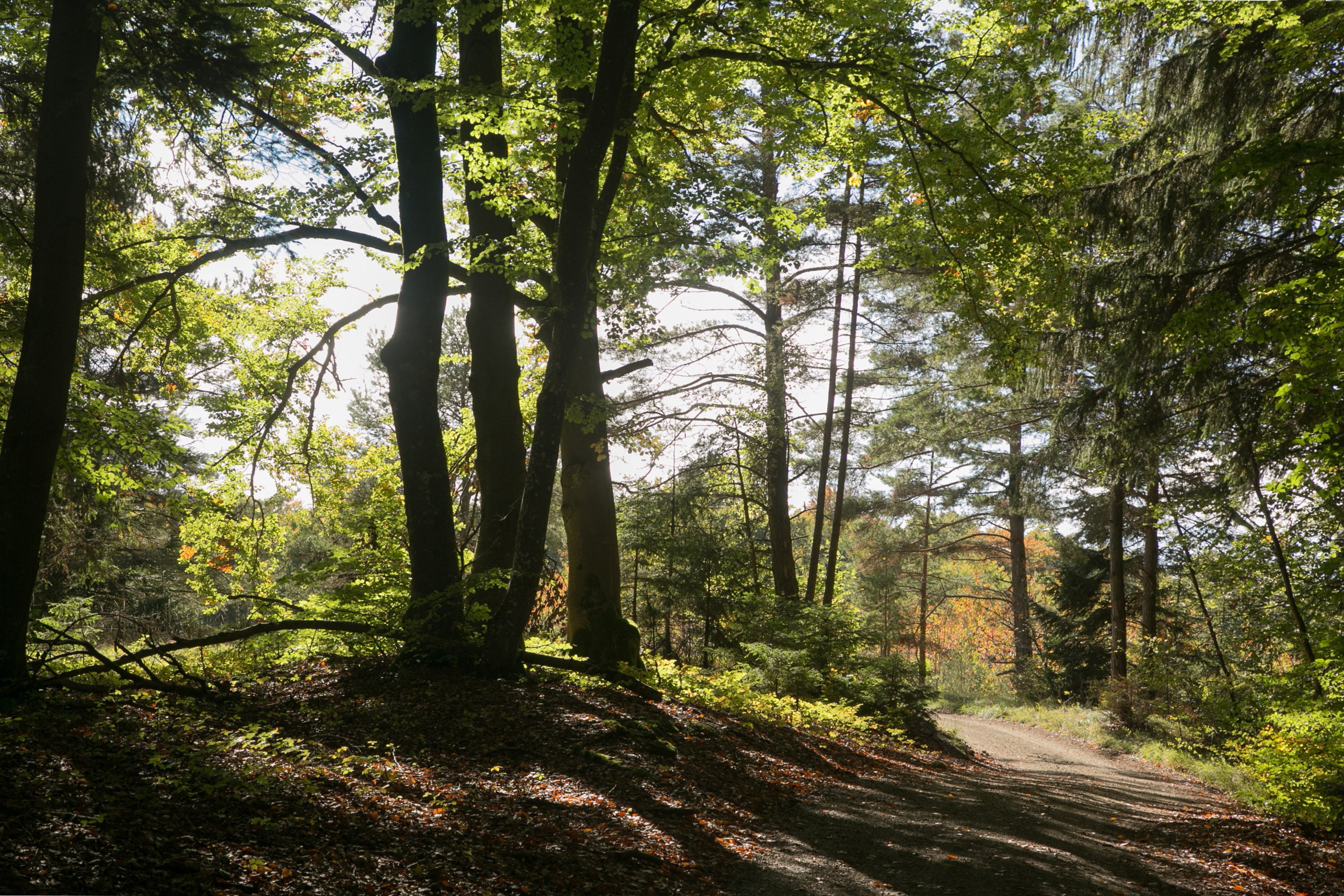 Sunlight filtering through trees in a forest with a dirt path HD Wallpaper