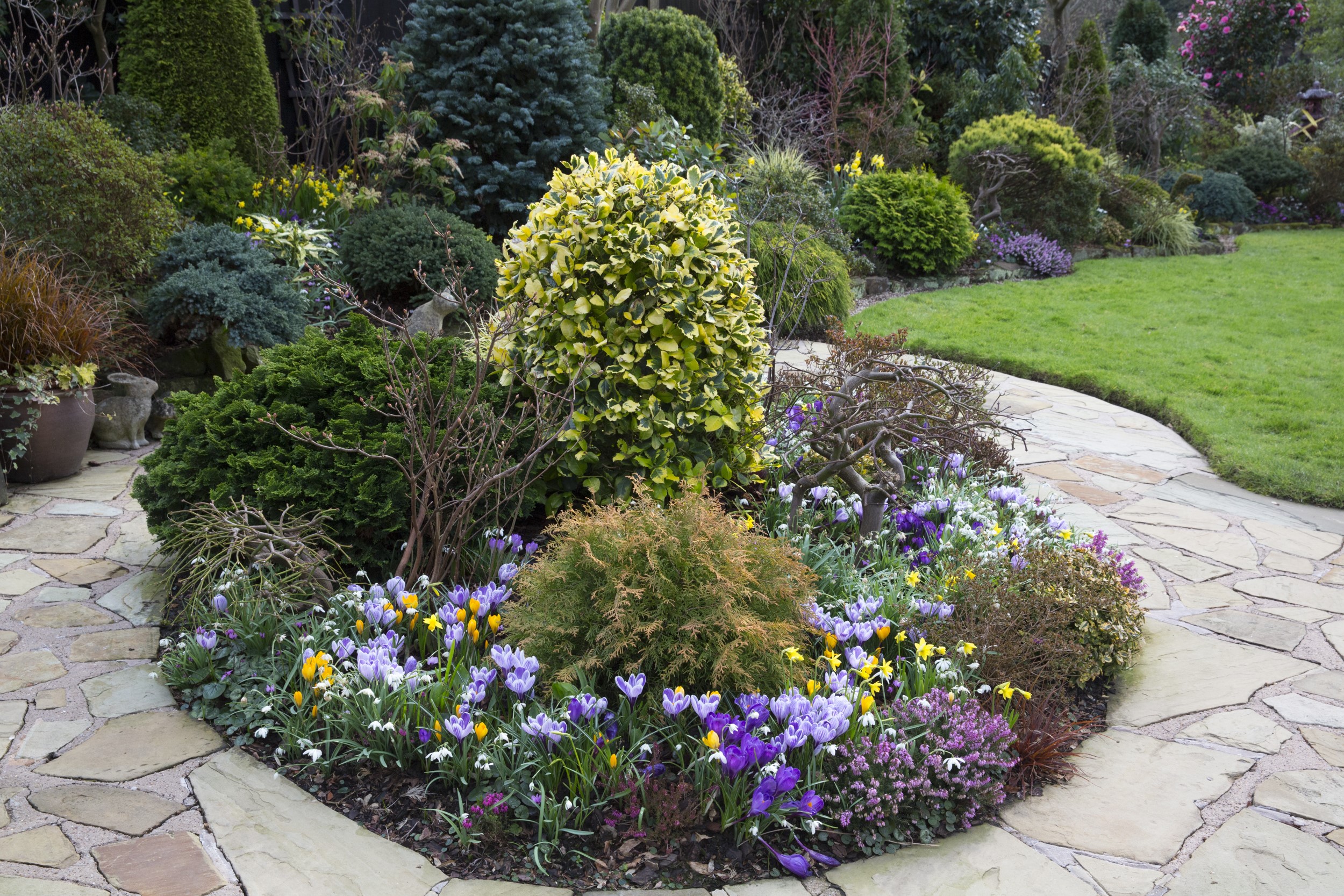 Walsall Garden in England with Crocuses and Shrubs HD Wallpaper
