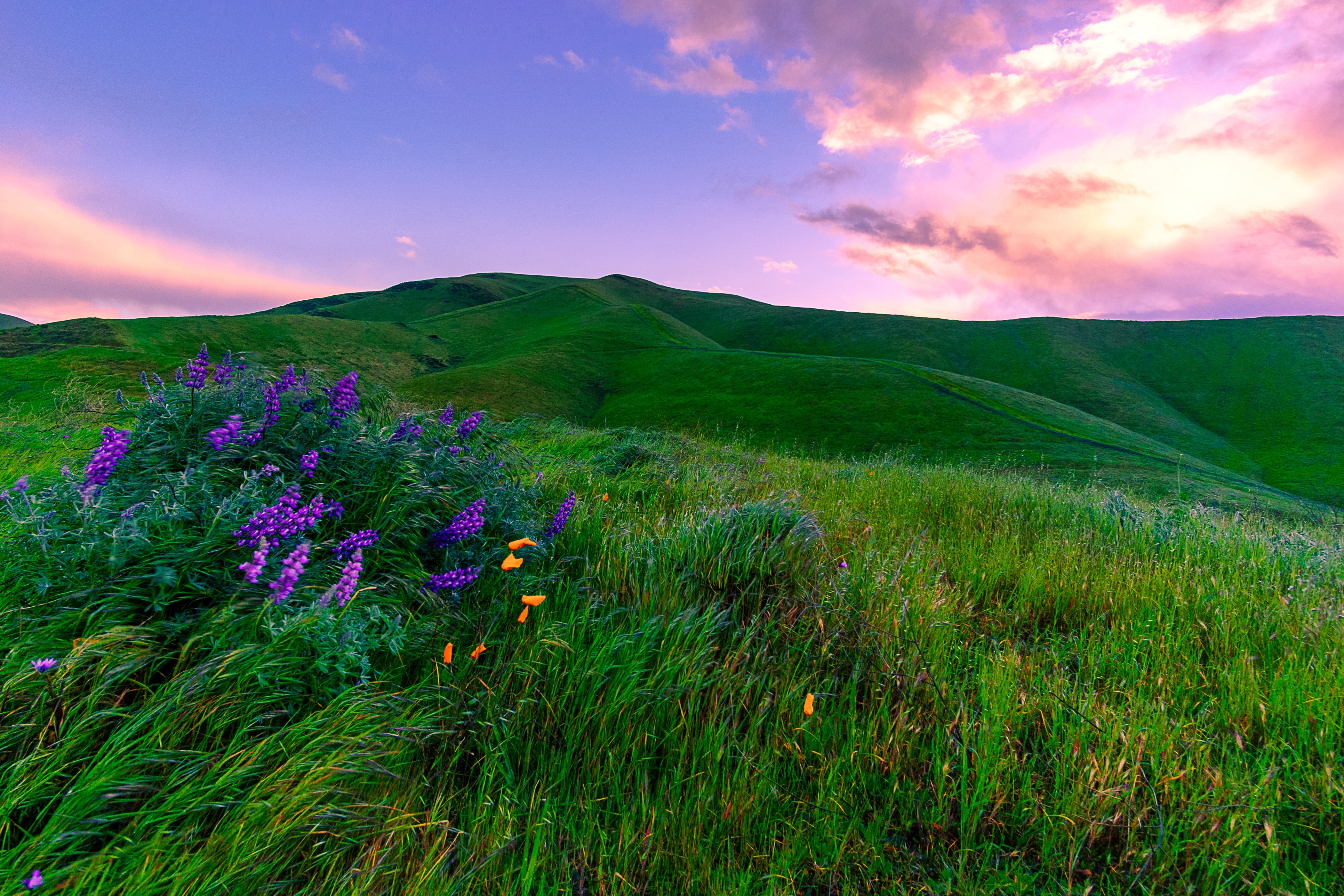 Purple lupine and orange poppies on a grassy California hill HD Wallpaper